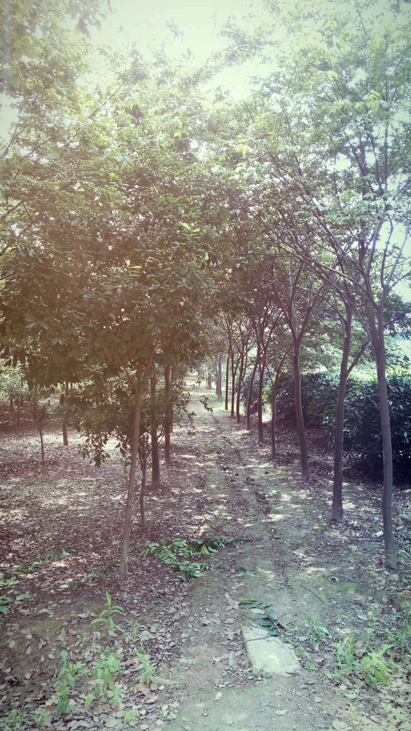 太湖大堤へ向かう