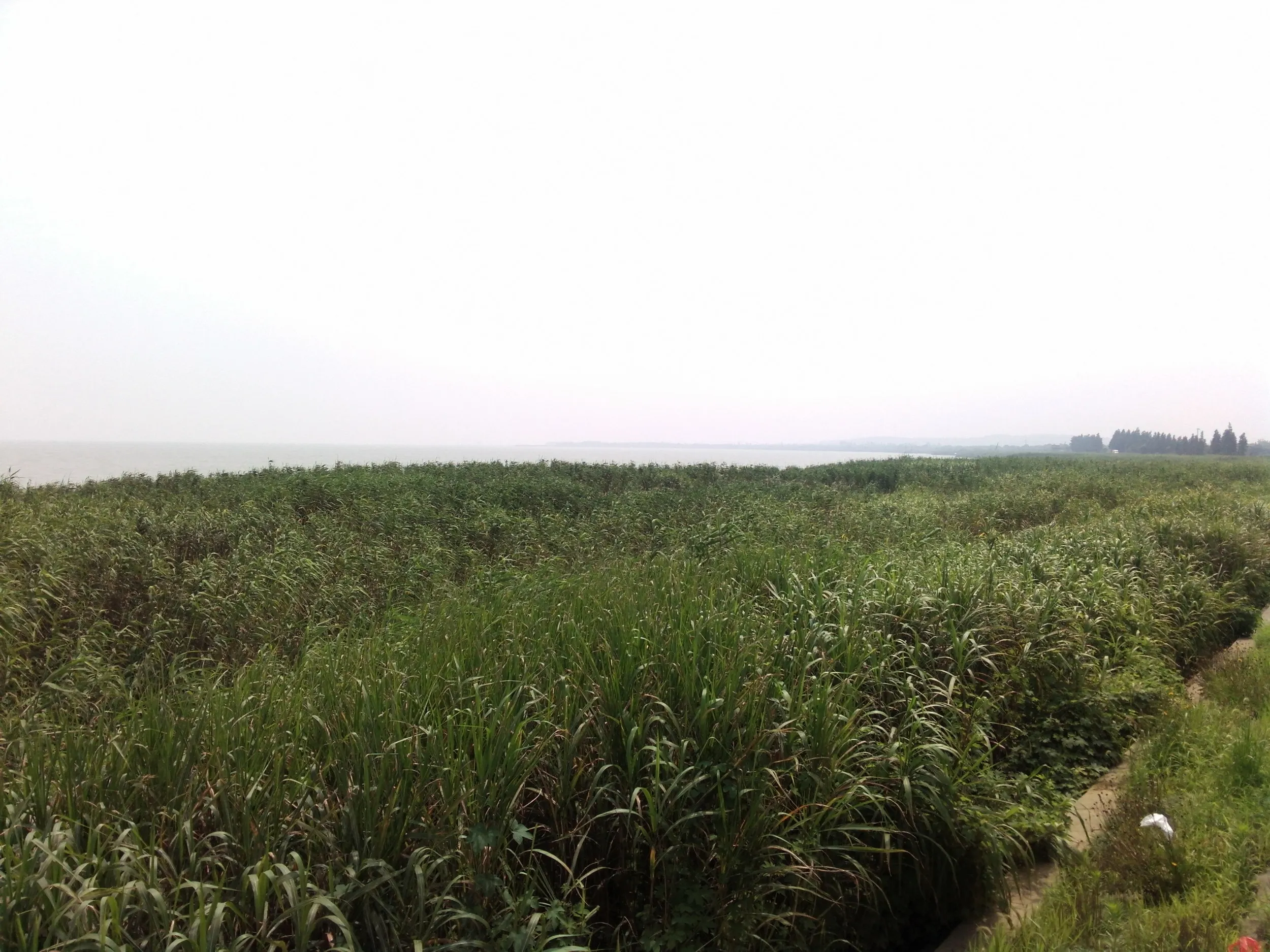 太湖大堤から太湖を眺める