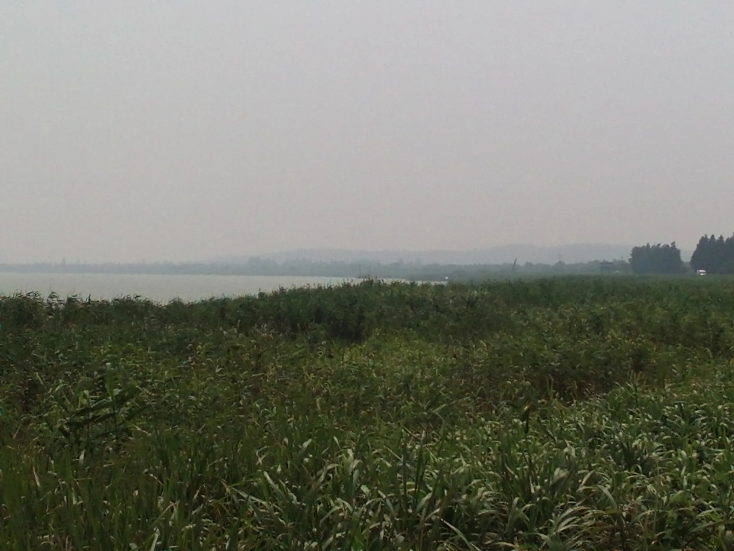 太湖大堤から太湖を眺める