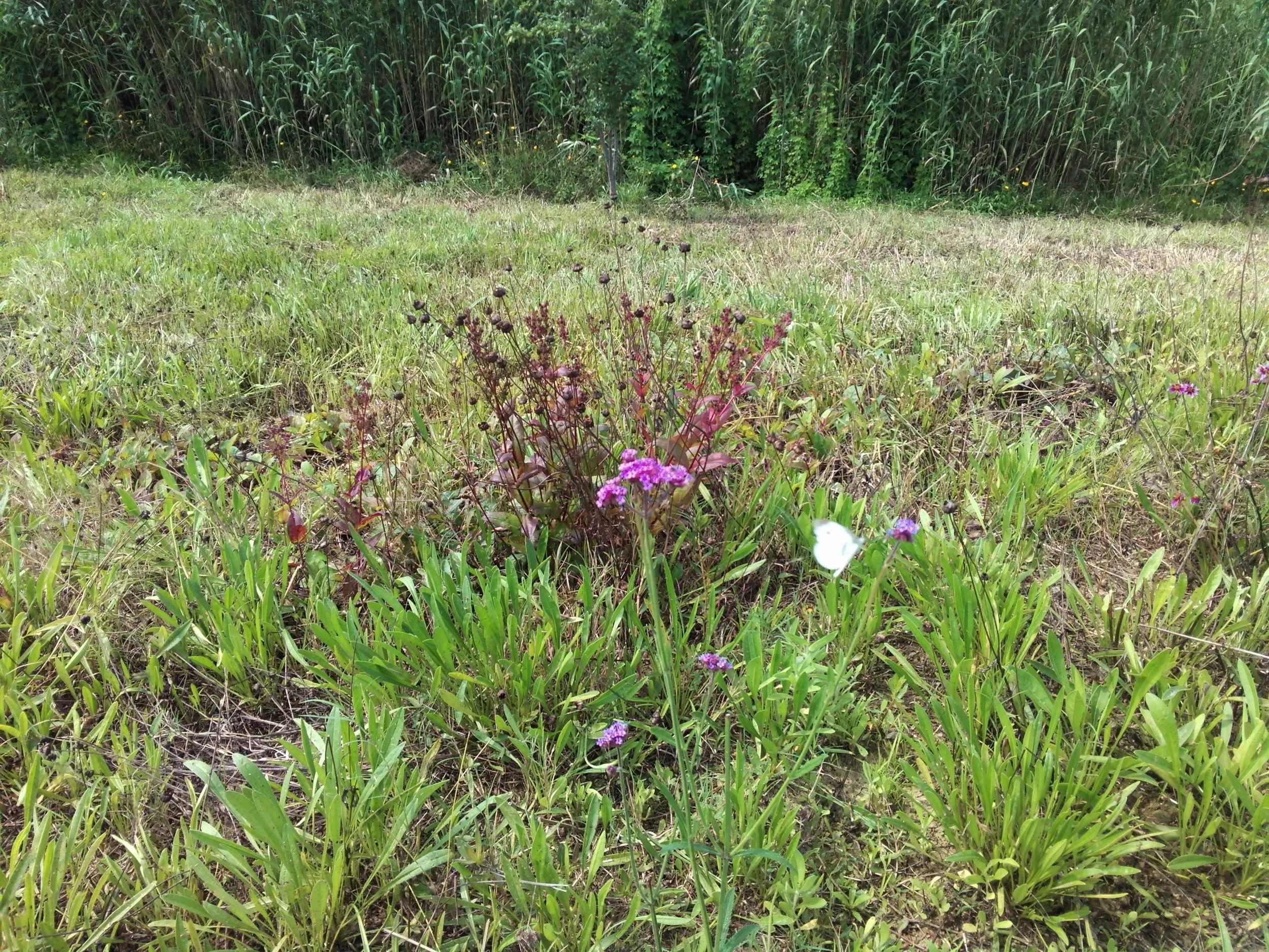 太湖大堤付近に咲く花