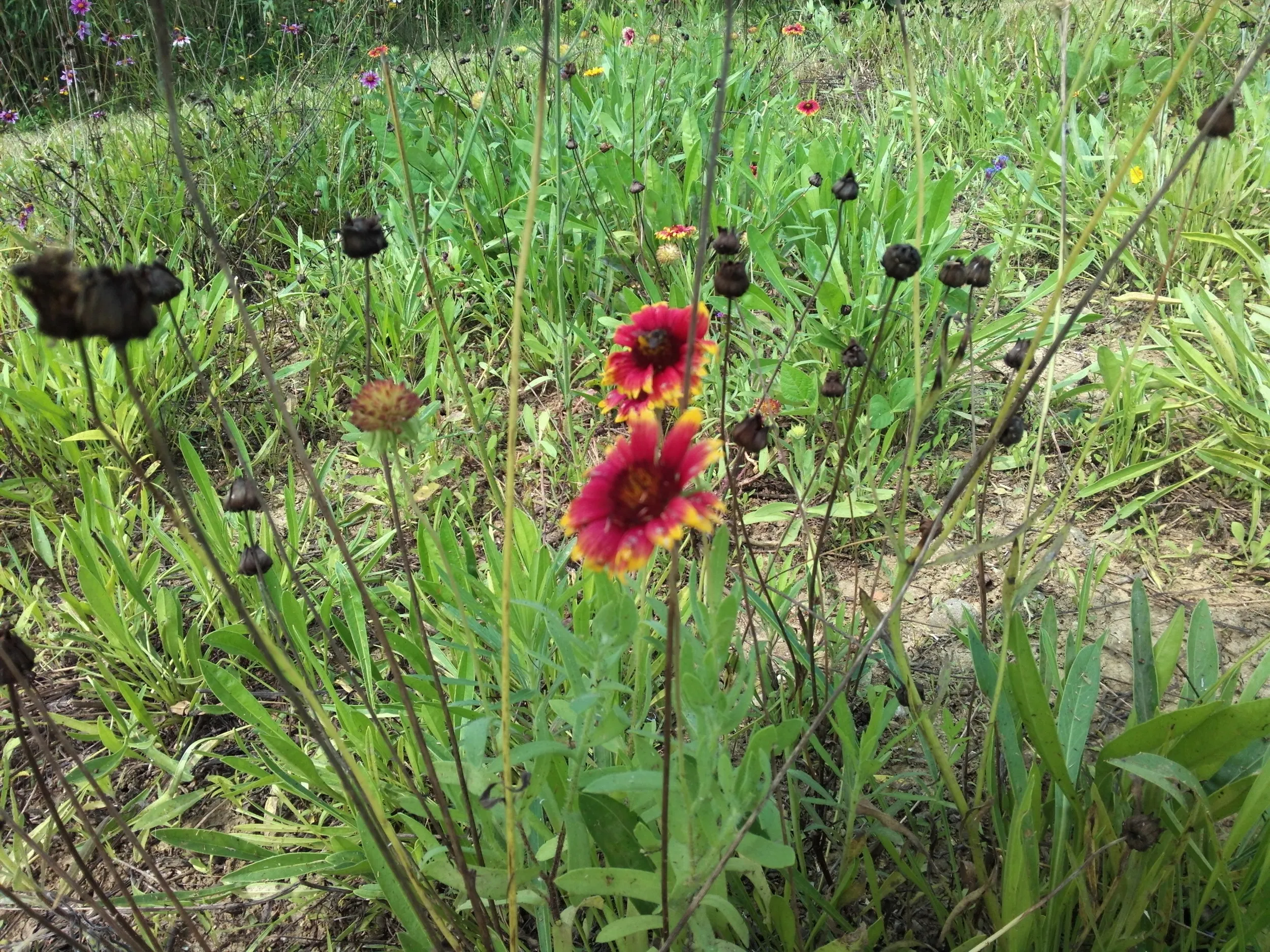 太湖大堤付近に咲く花