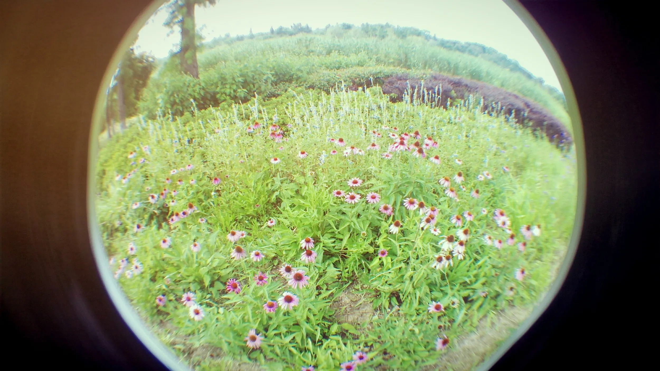 太湖大堤付近に咲く花