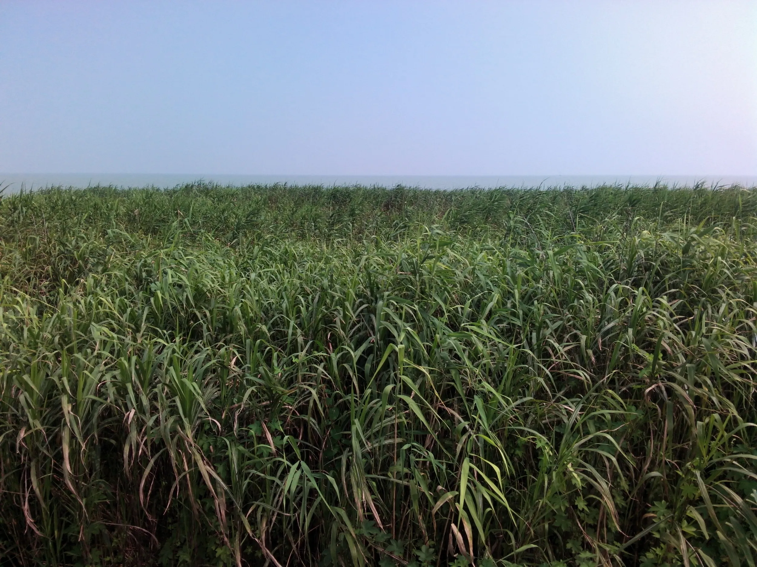 太湖大堤付近に茂る葦