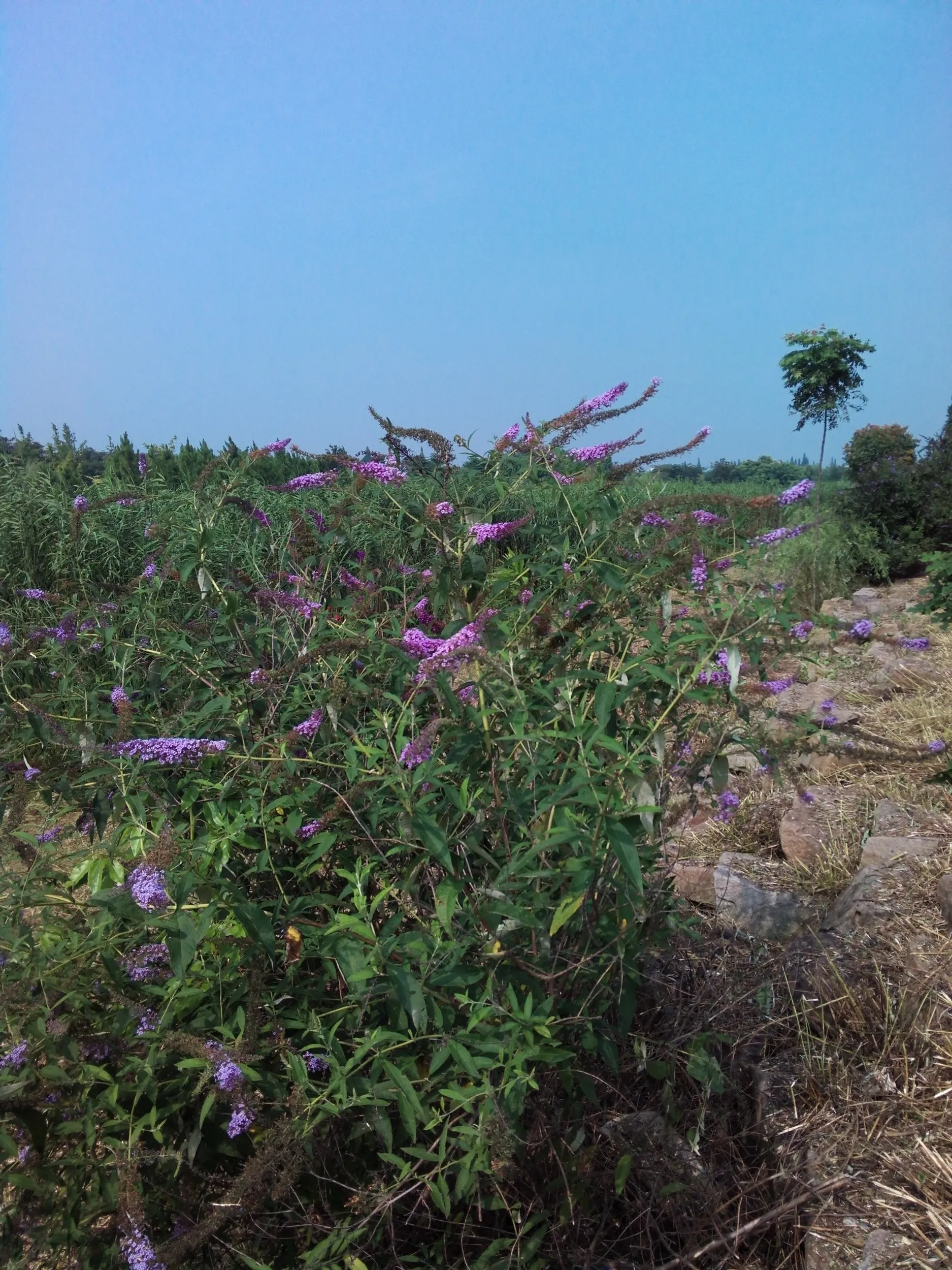 太湖大堤付近に咲く花