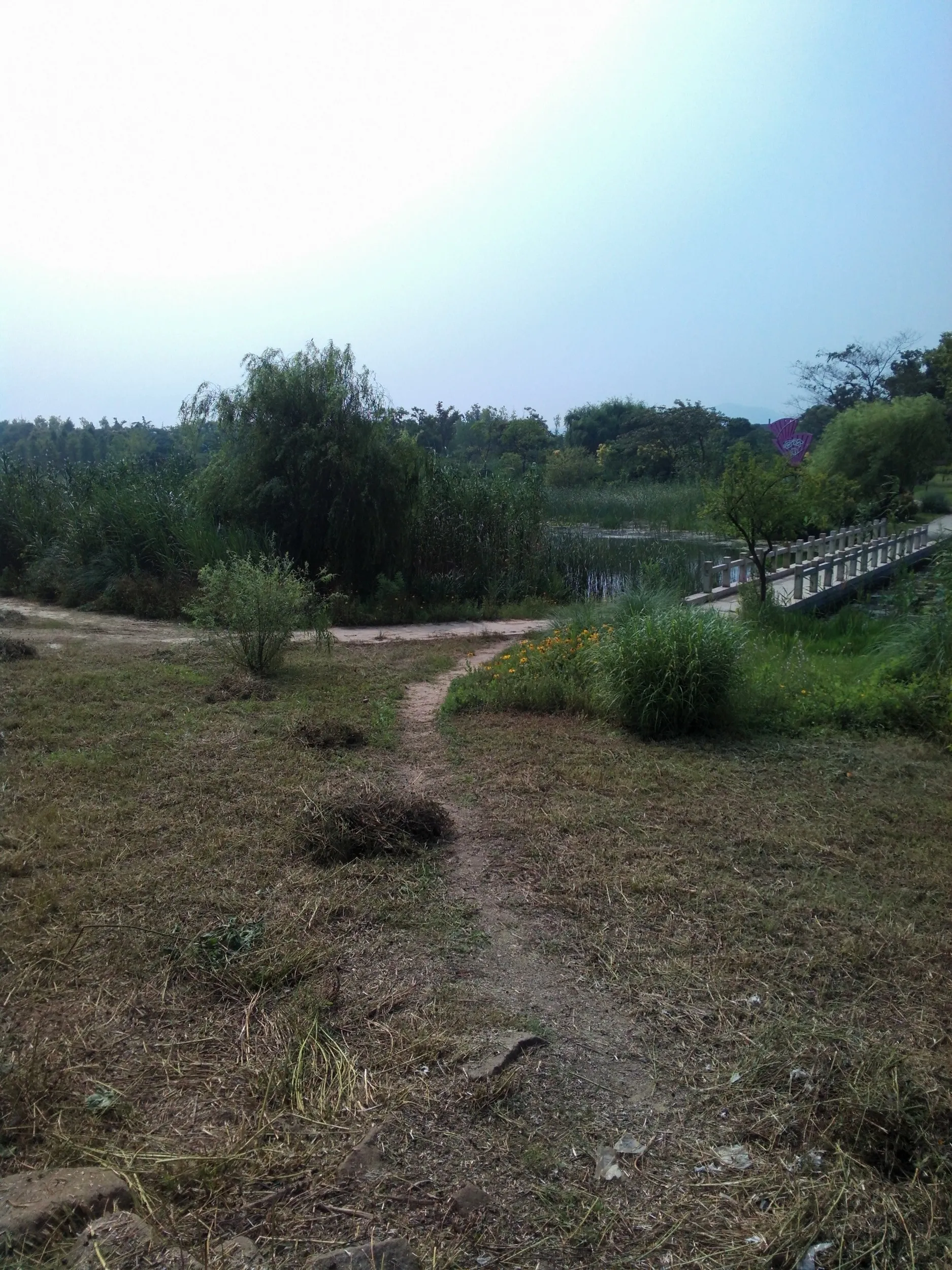 太湖大堤付近の湿地