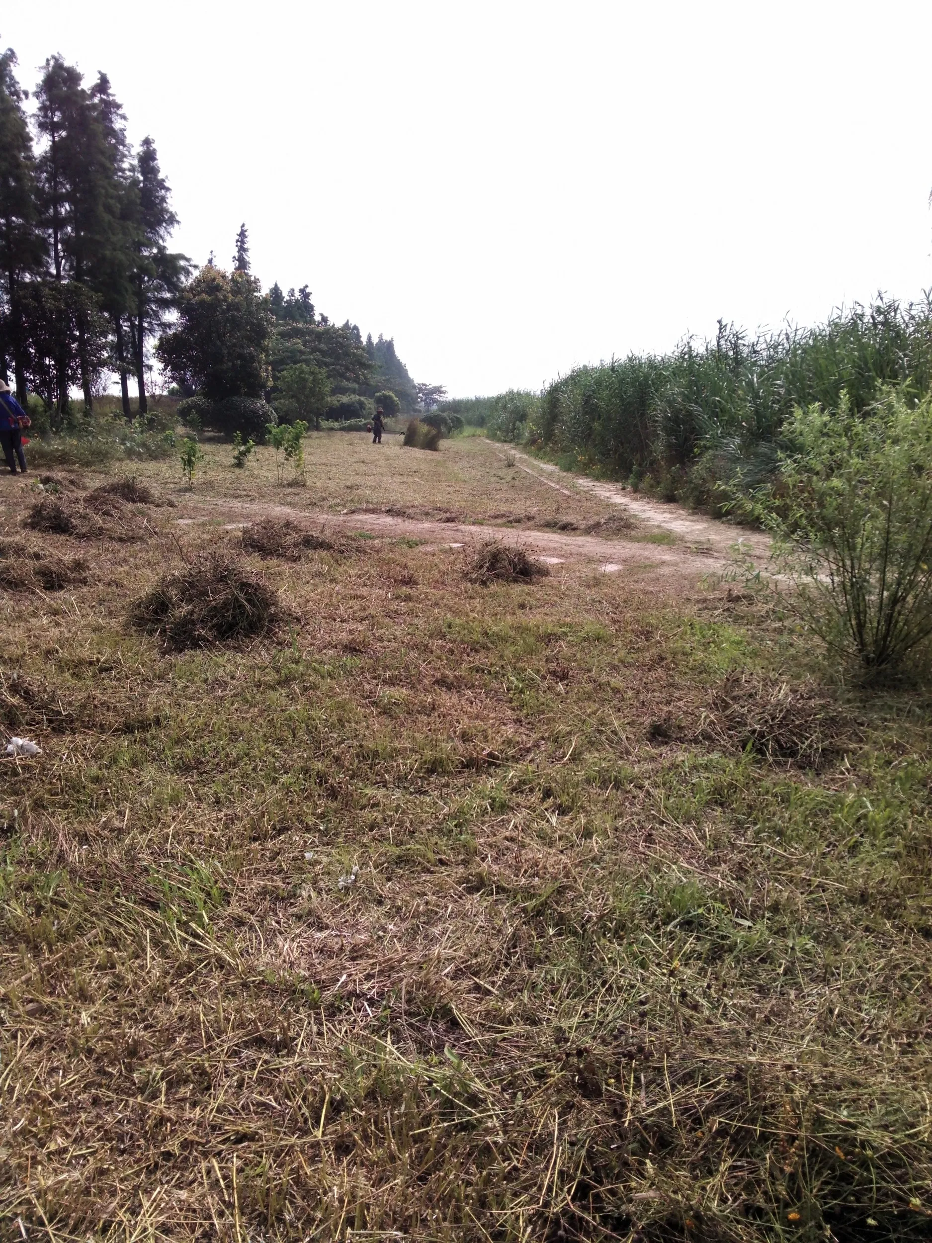 太湖大堤付近の湿地