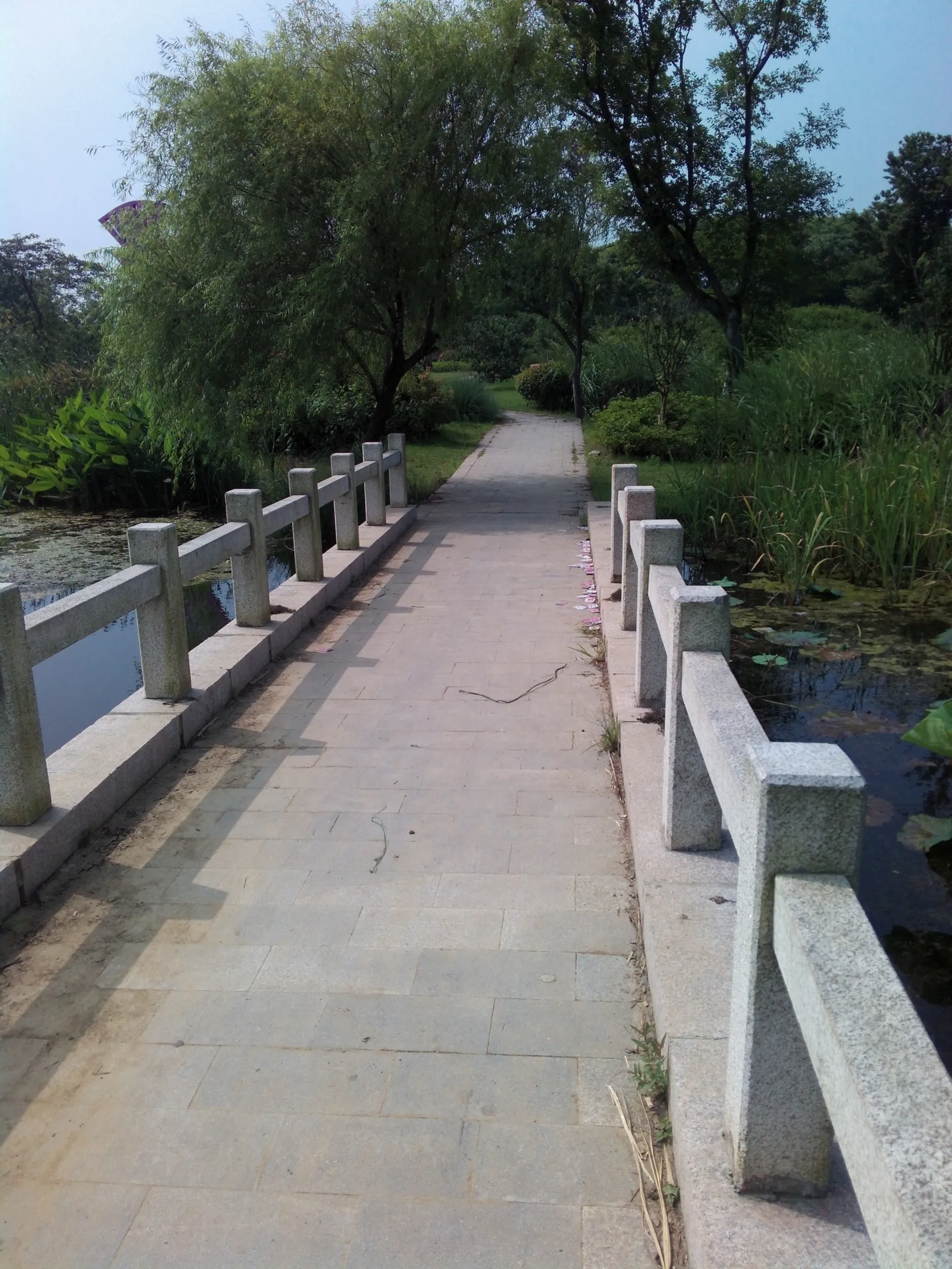 太湖大堤付近の湿地