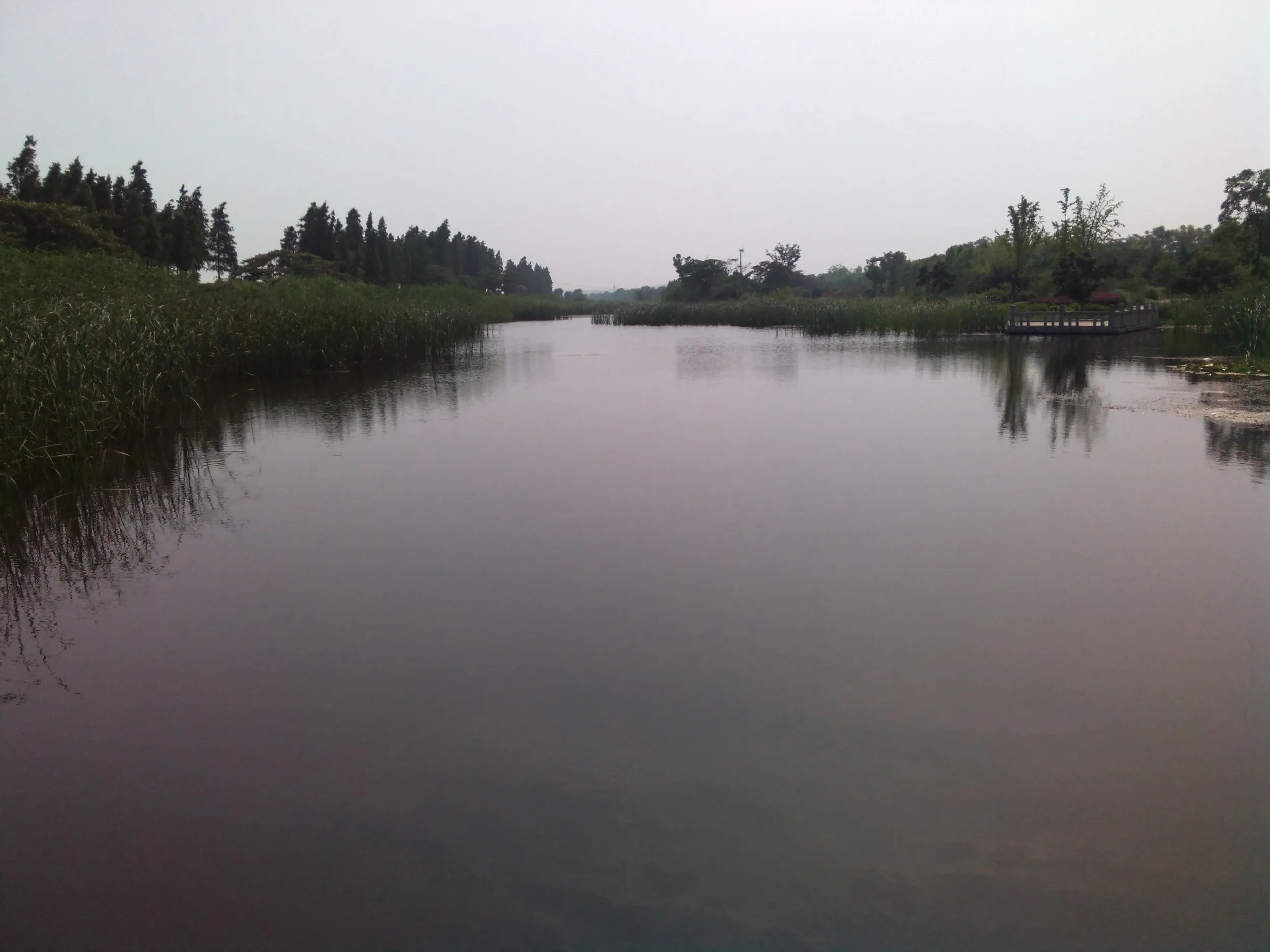 太湖大堤付近の湿地