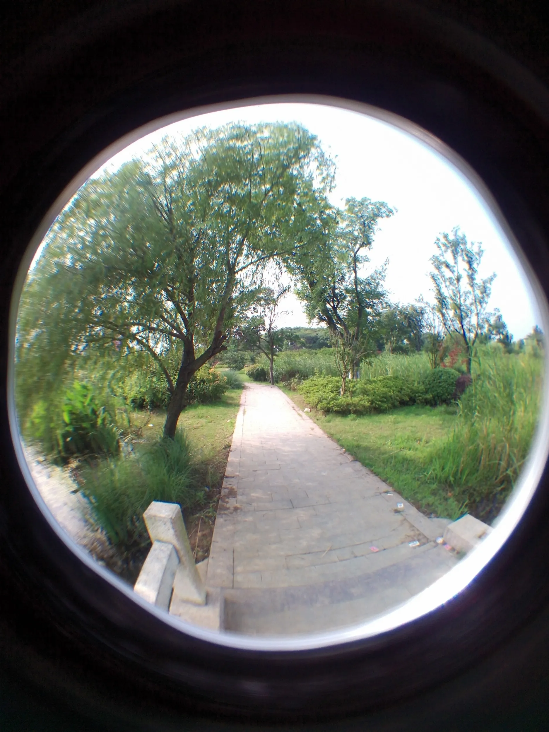 太湖大堤付近の湿地