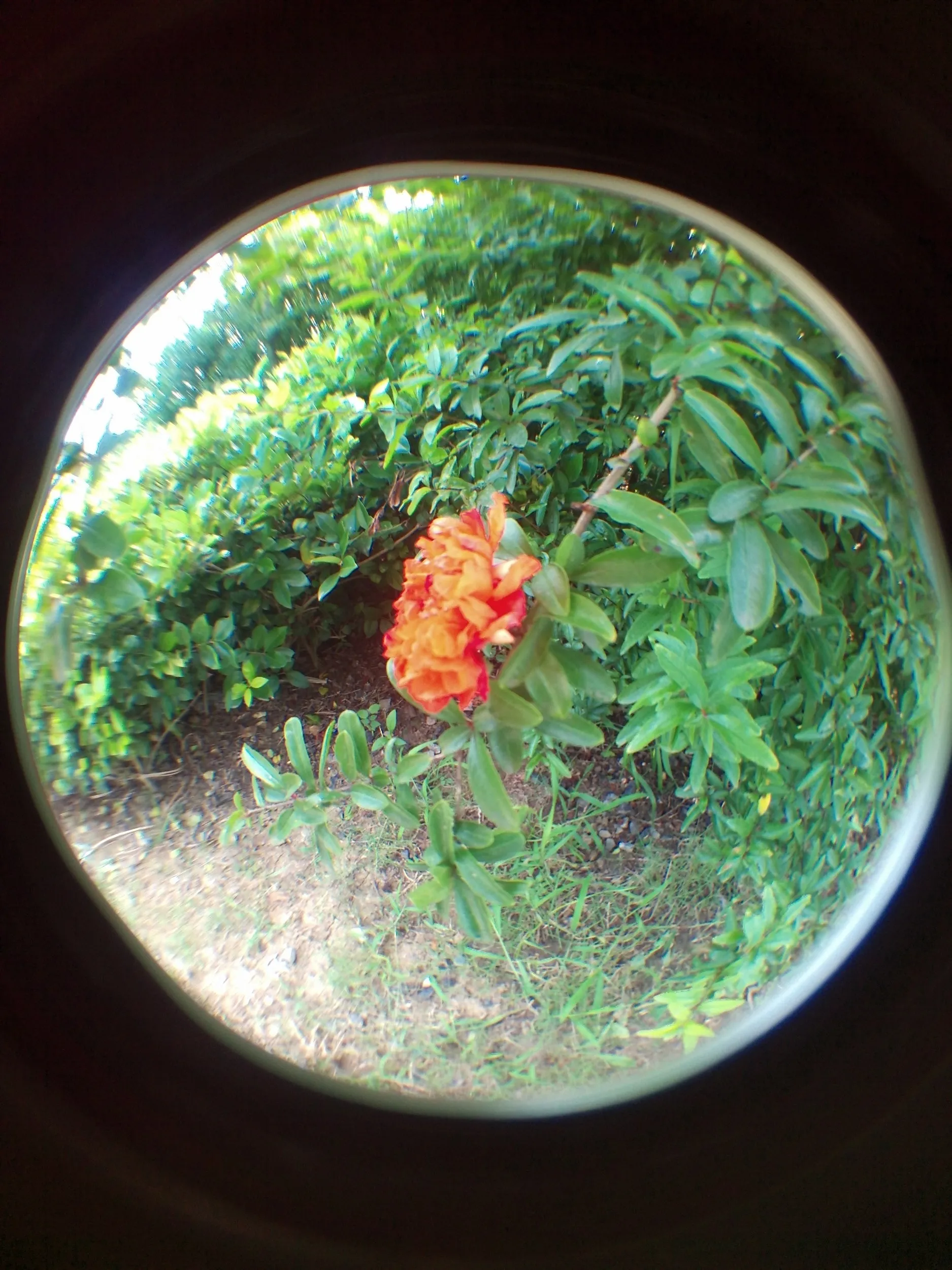 太湖大堤付近の湿地