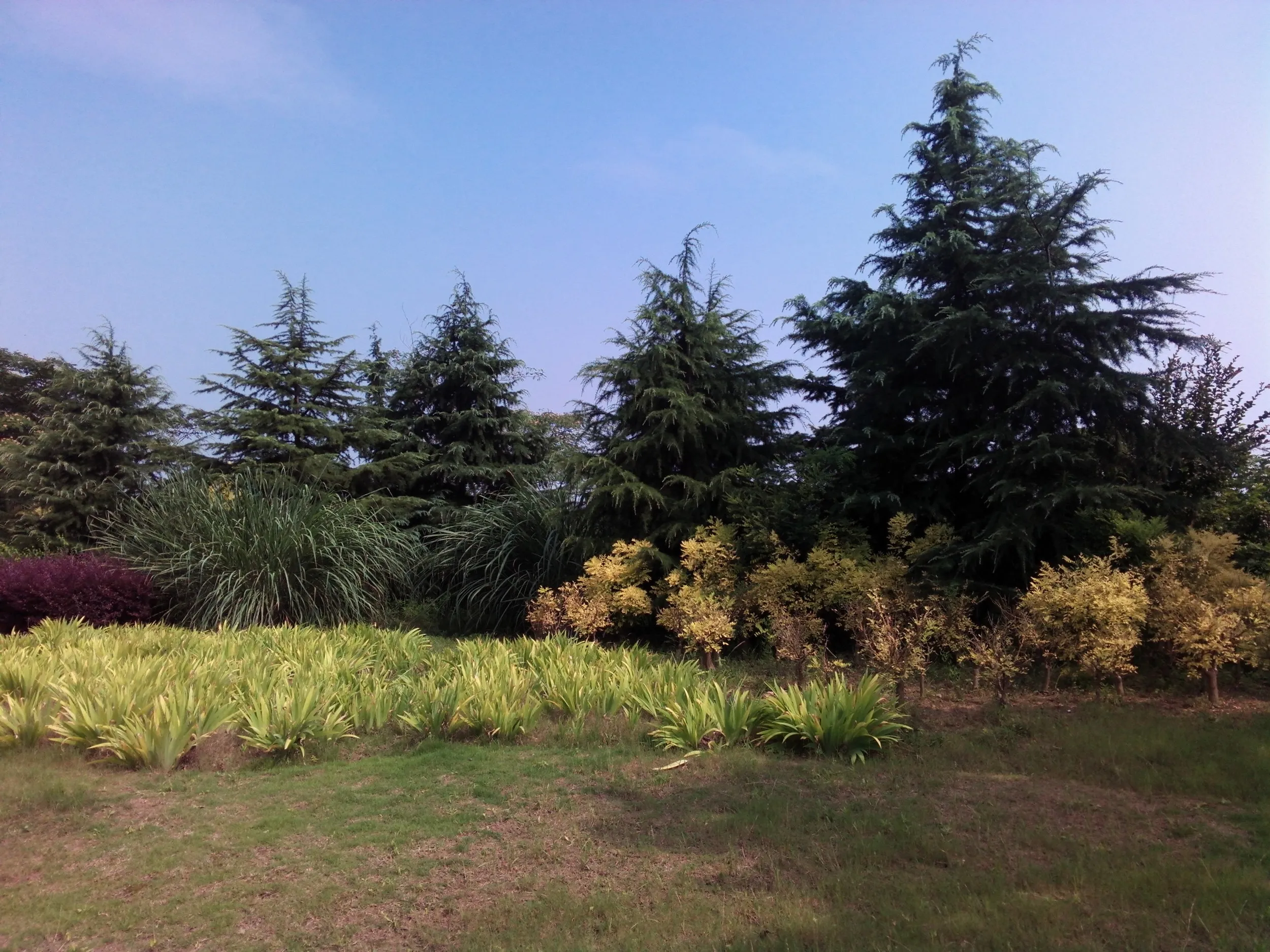 太湖大堤付近の湿地