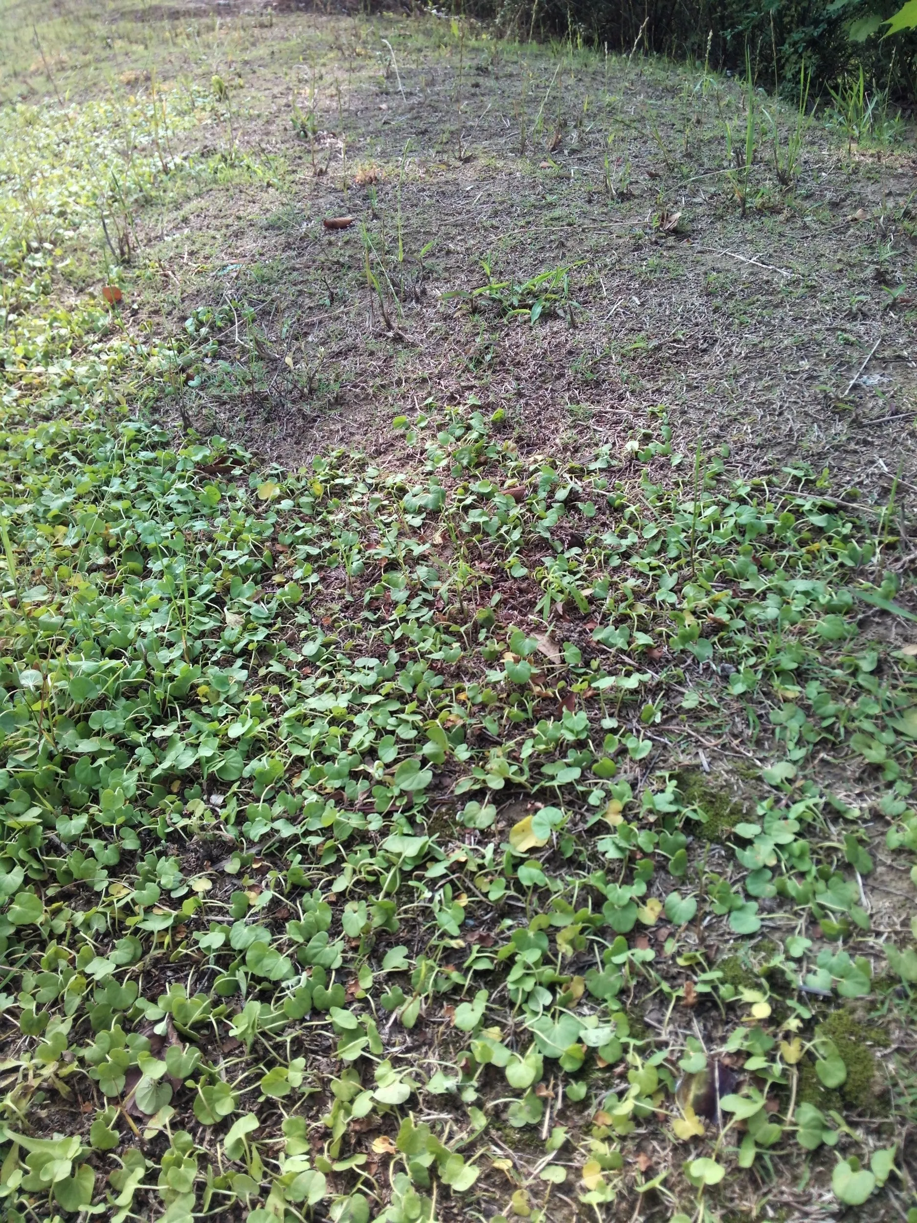 太湖大堤付近の湿地