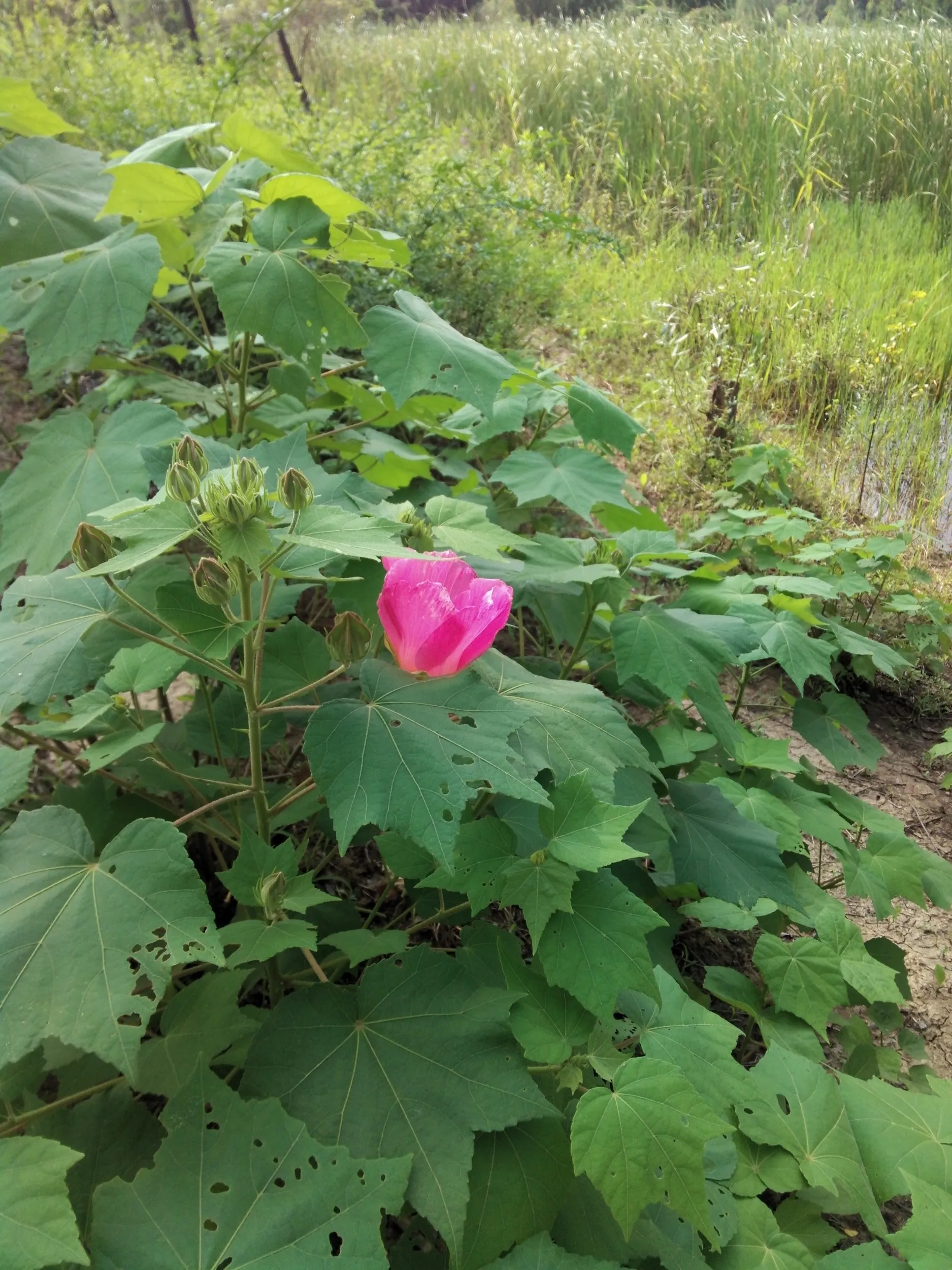 太湖大堤付近の湿地に咲く花