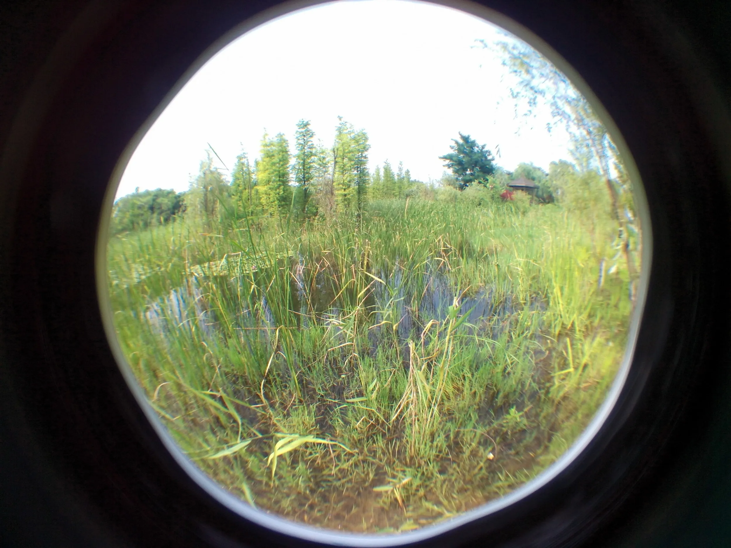 太湖大堤付近の湿地