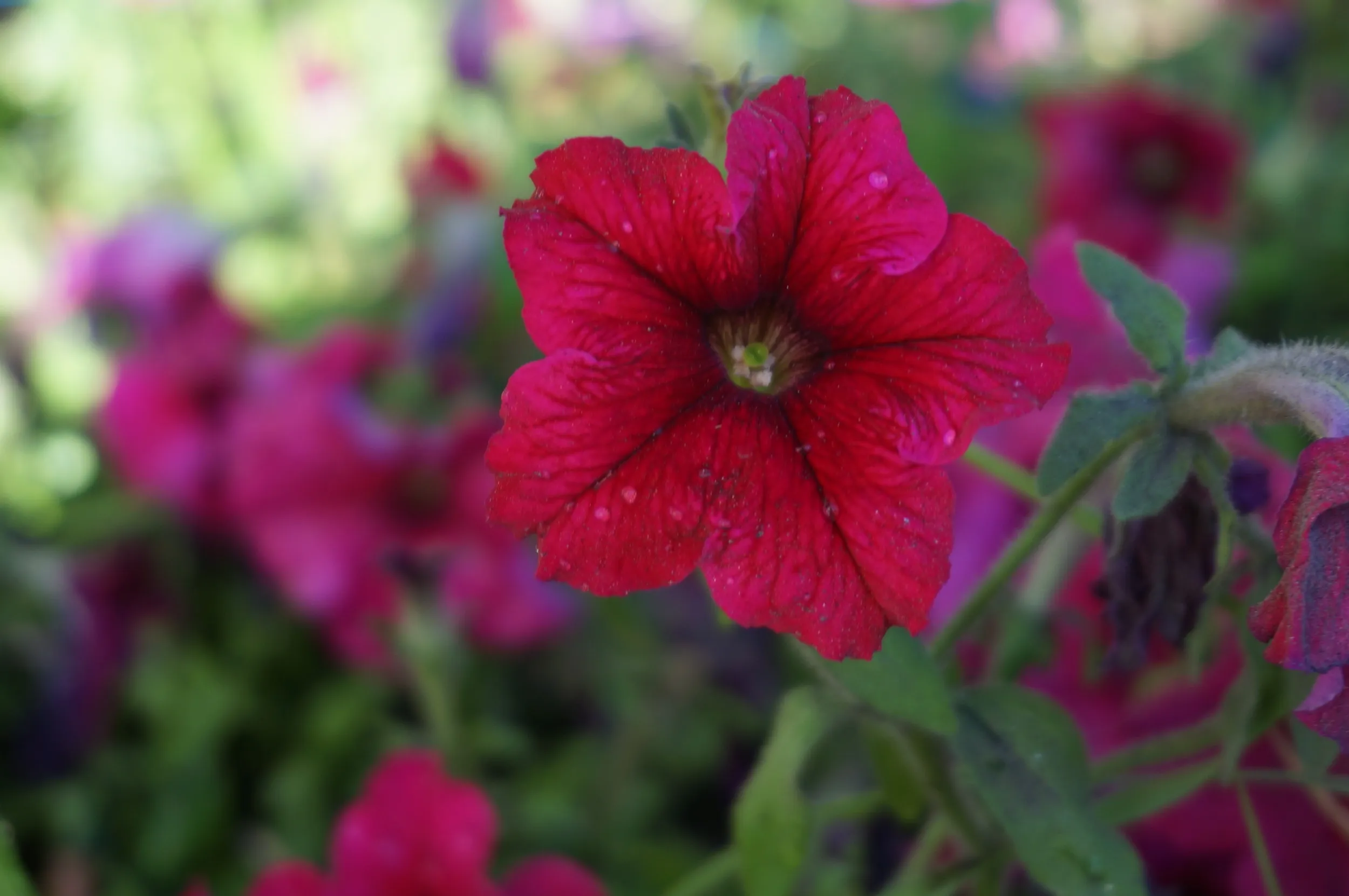 道路傍に咲く花