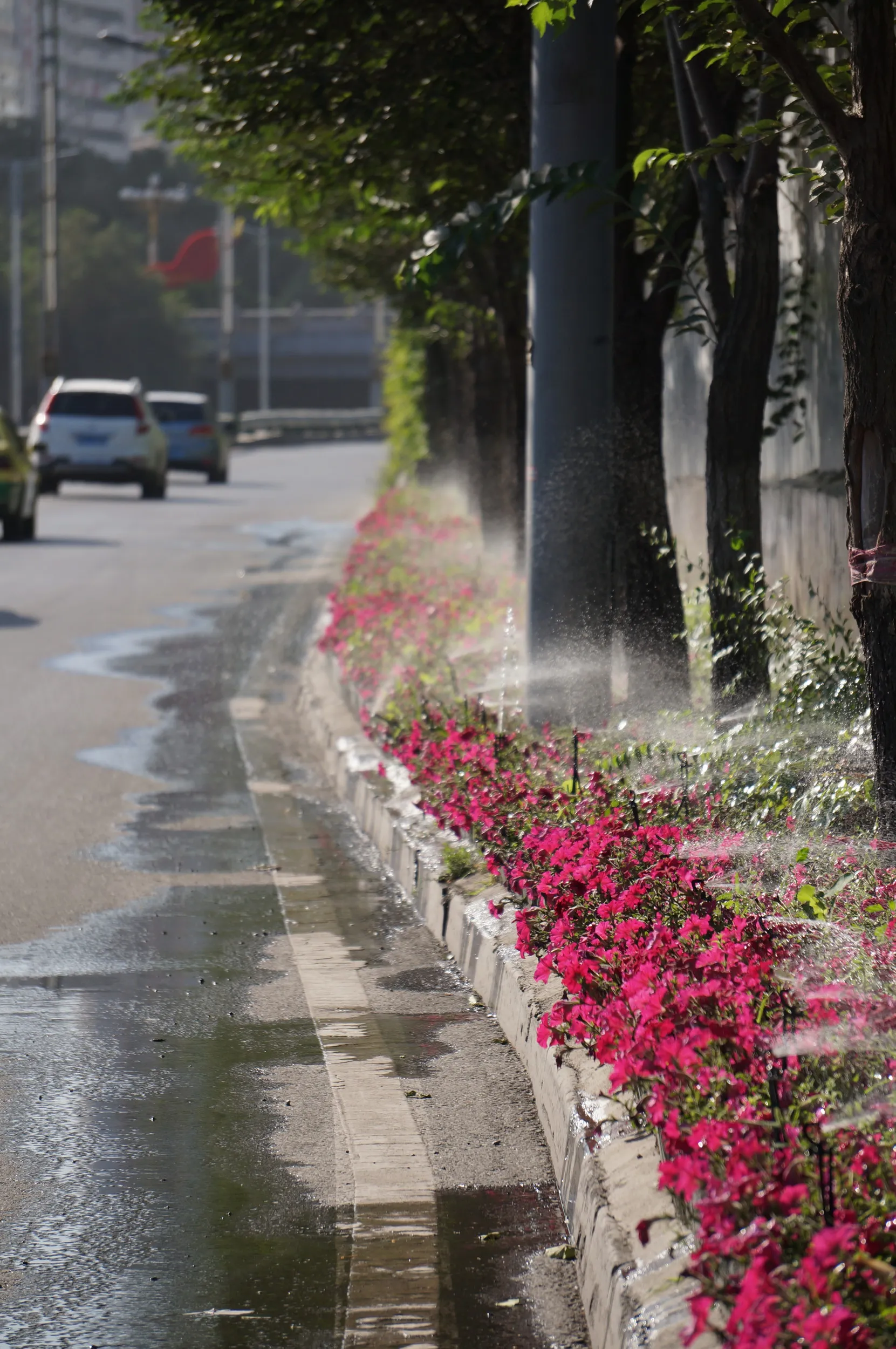 道路傍に咲く花