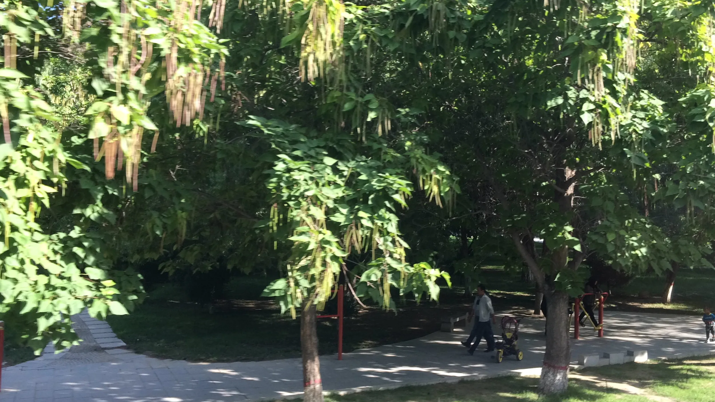 霍爾果斯(霍尔果斯)の風景