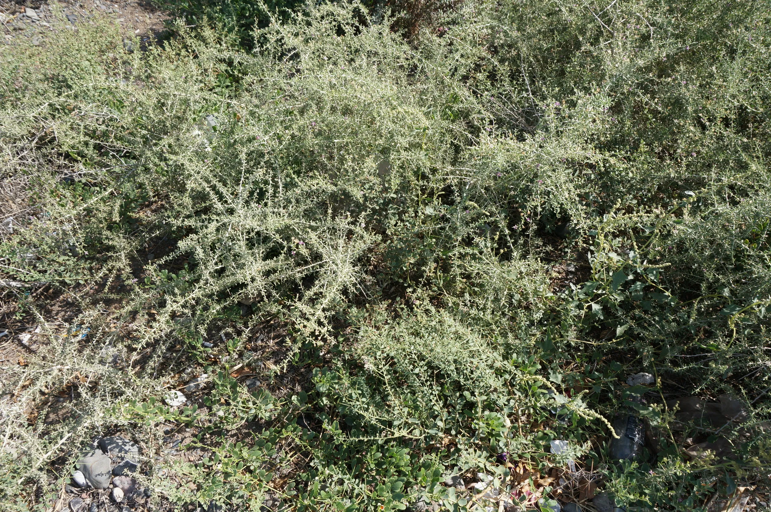 砂漠に生える植物を観察