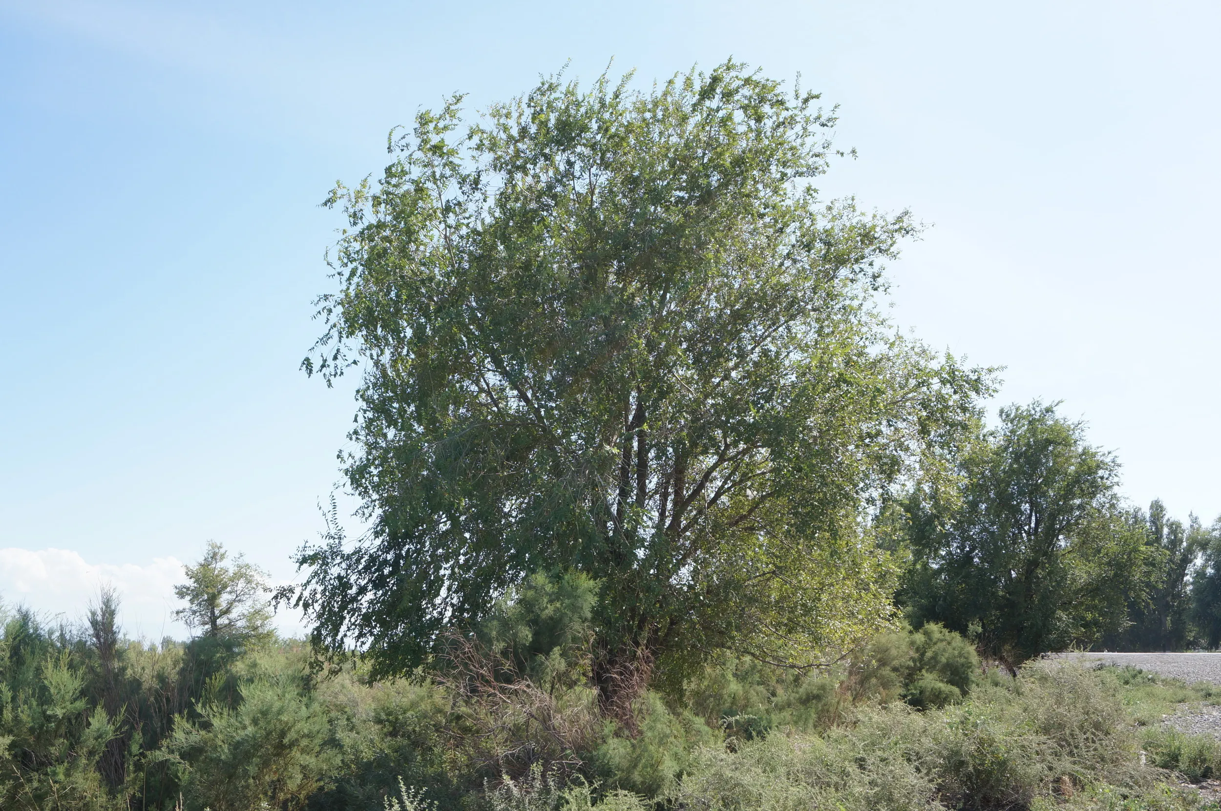 砂漠に生える植物を観察