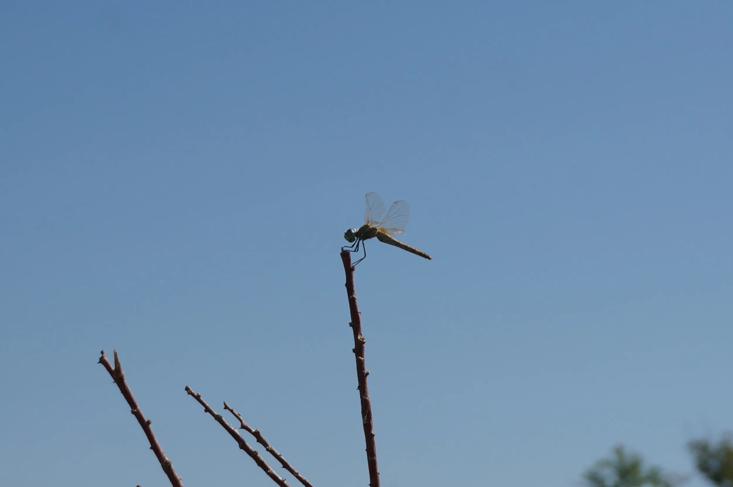 砂漠に生きるトンボ