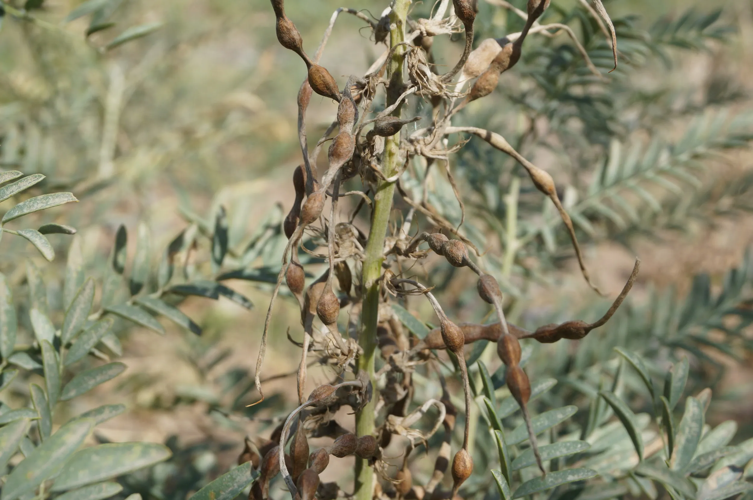 砂漠に生える植物を観察