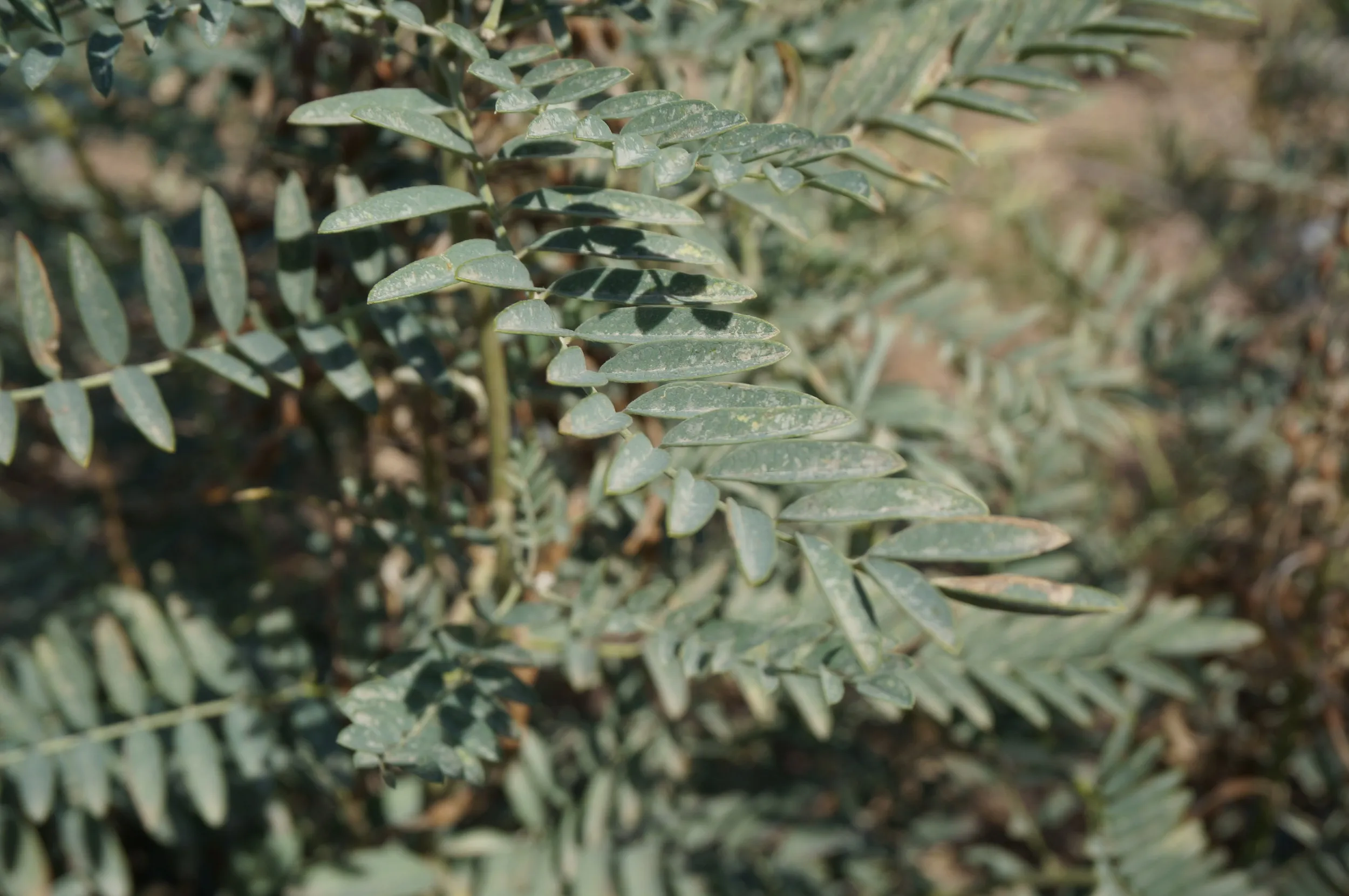 砂漠に生える植物を観察