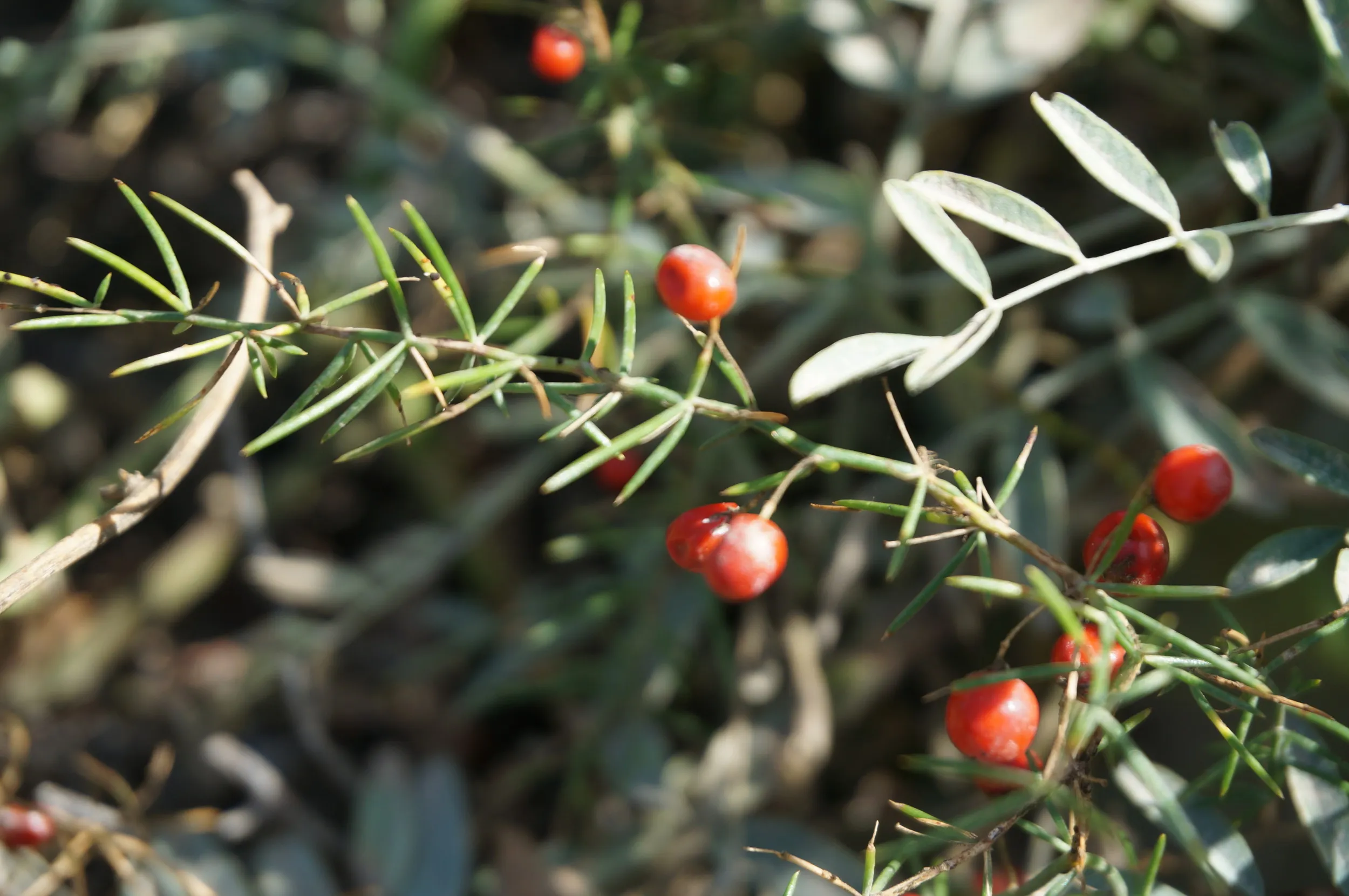 砂漠に生える植物を観察