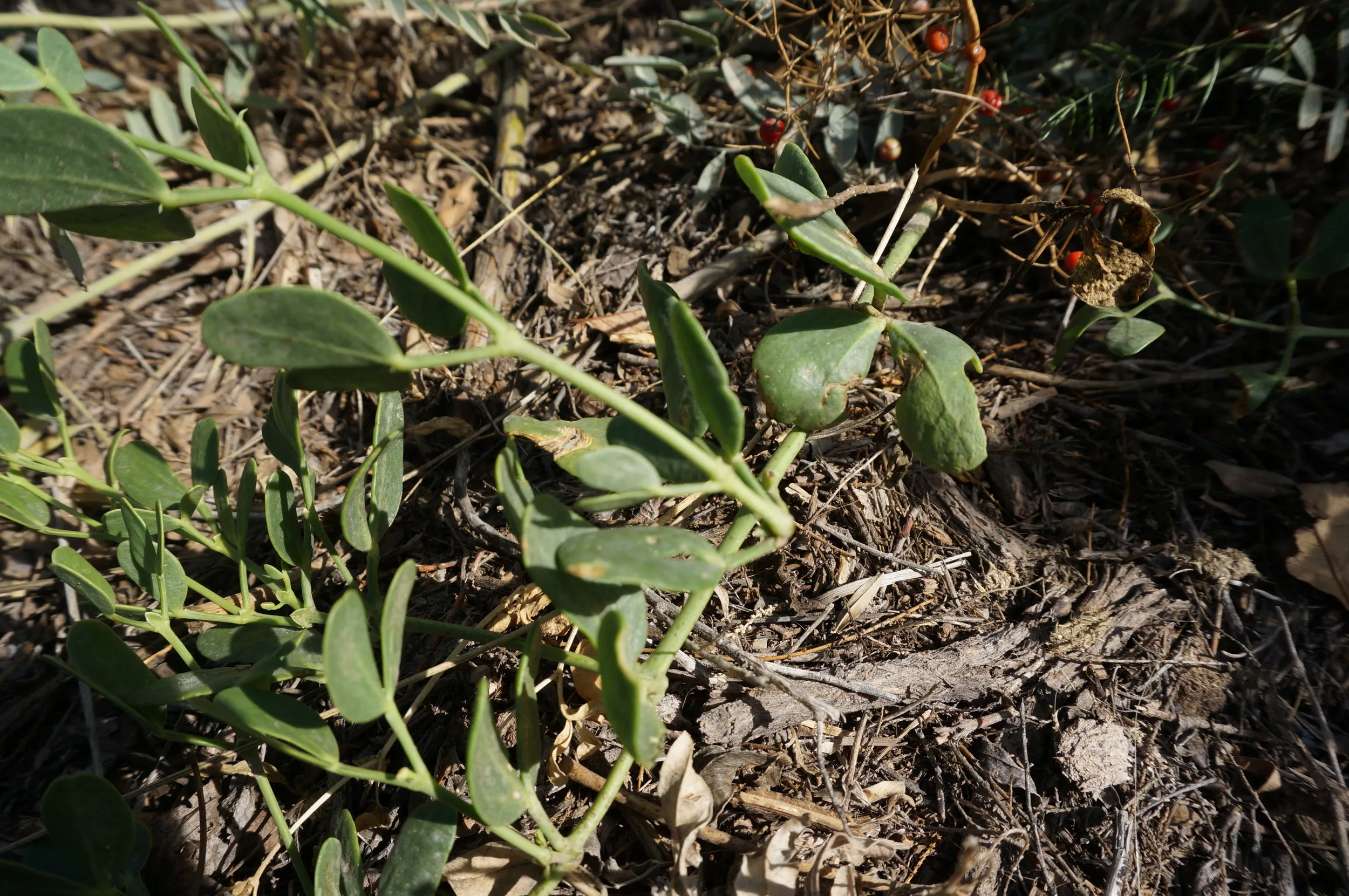 砂漠に生える植物を観察