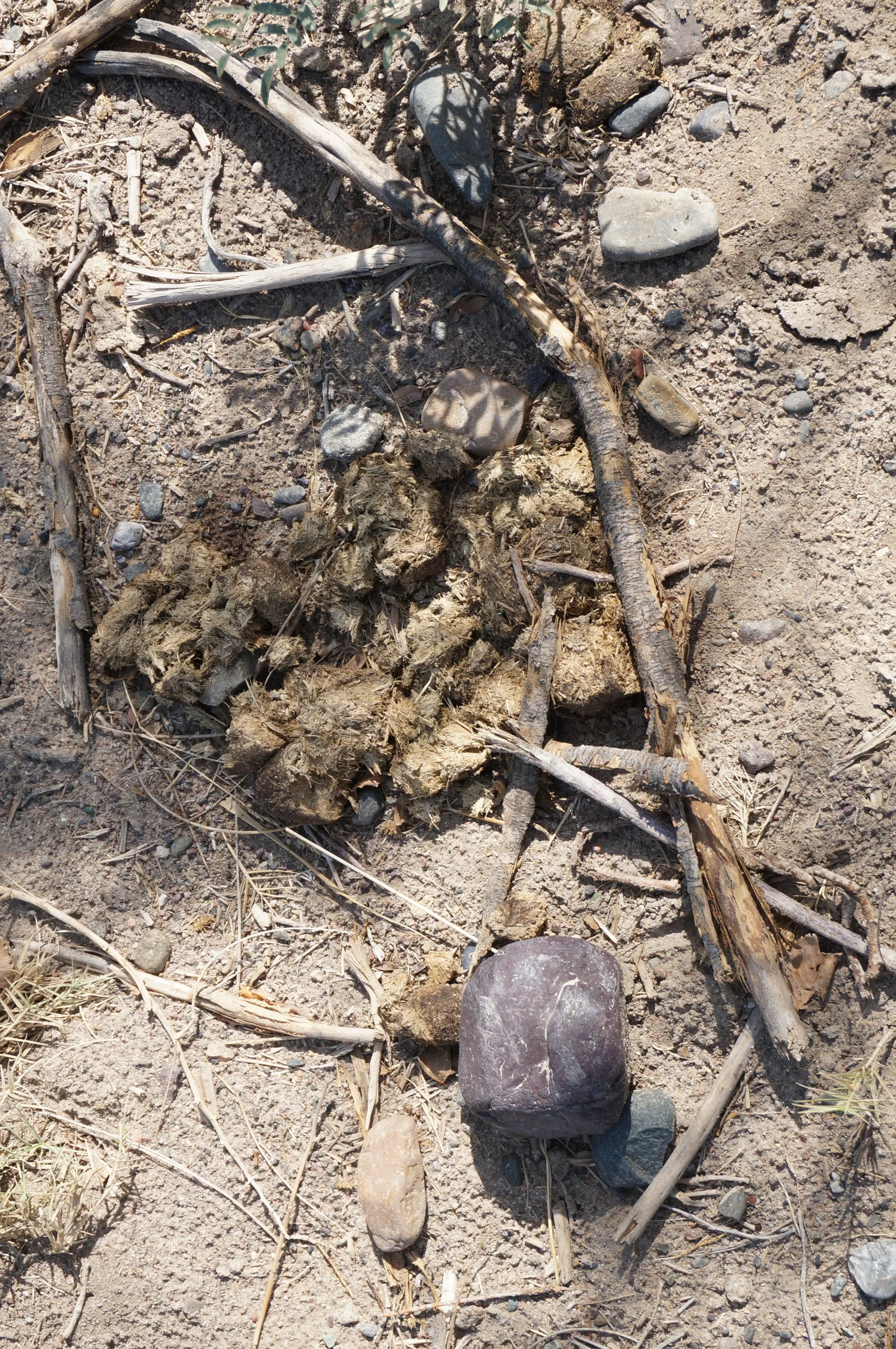 砂漠で見かけた馬糞?