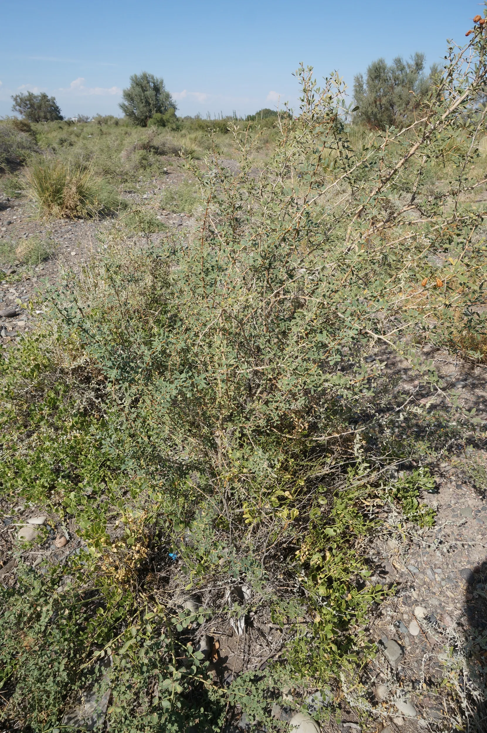 砂漠に生える植物を観察