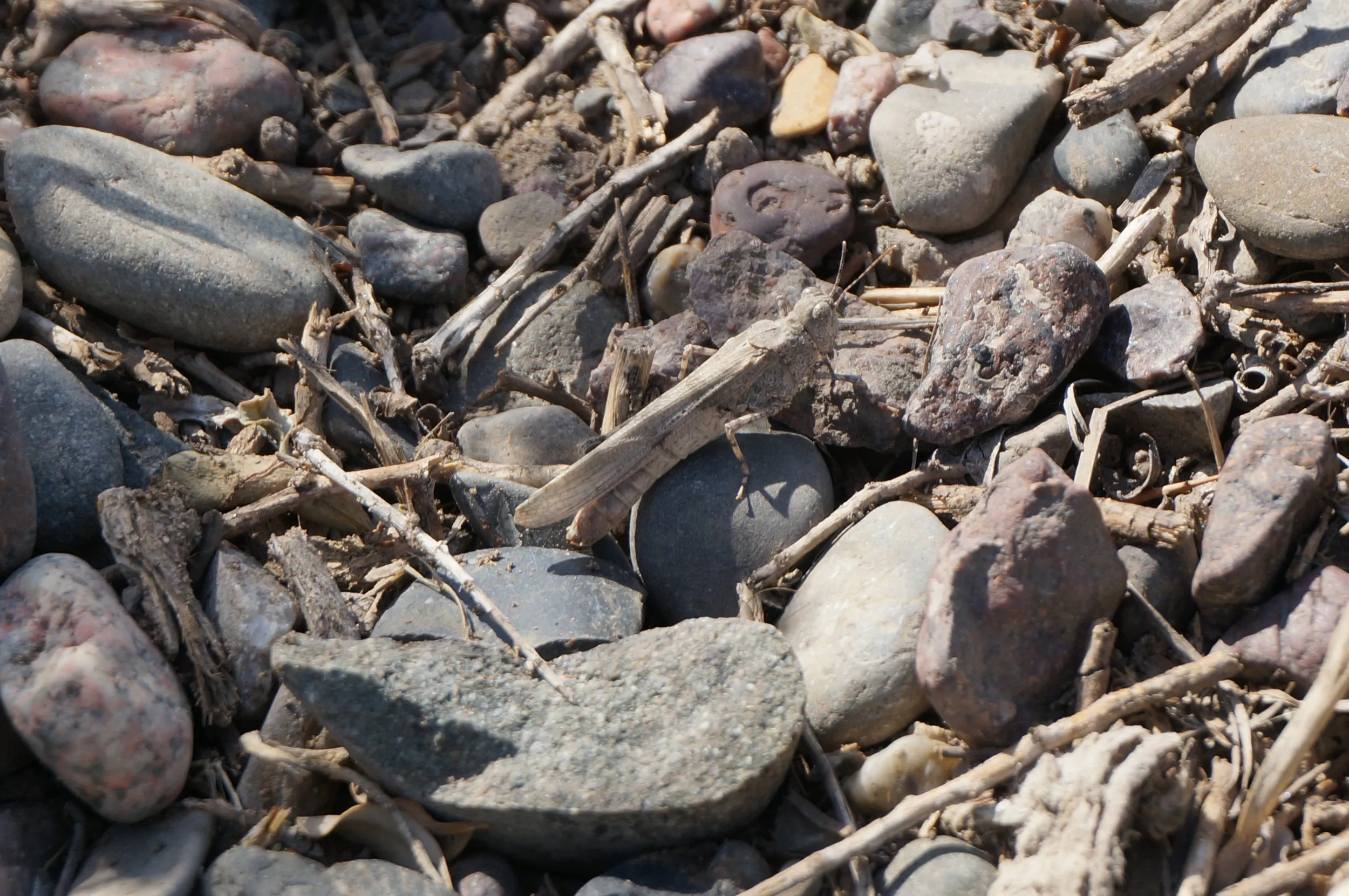 砂漠に生きるバッタ