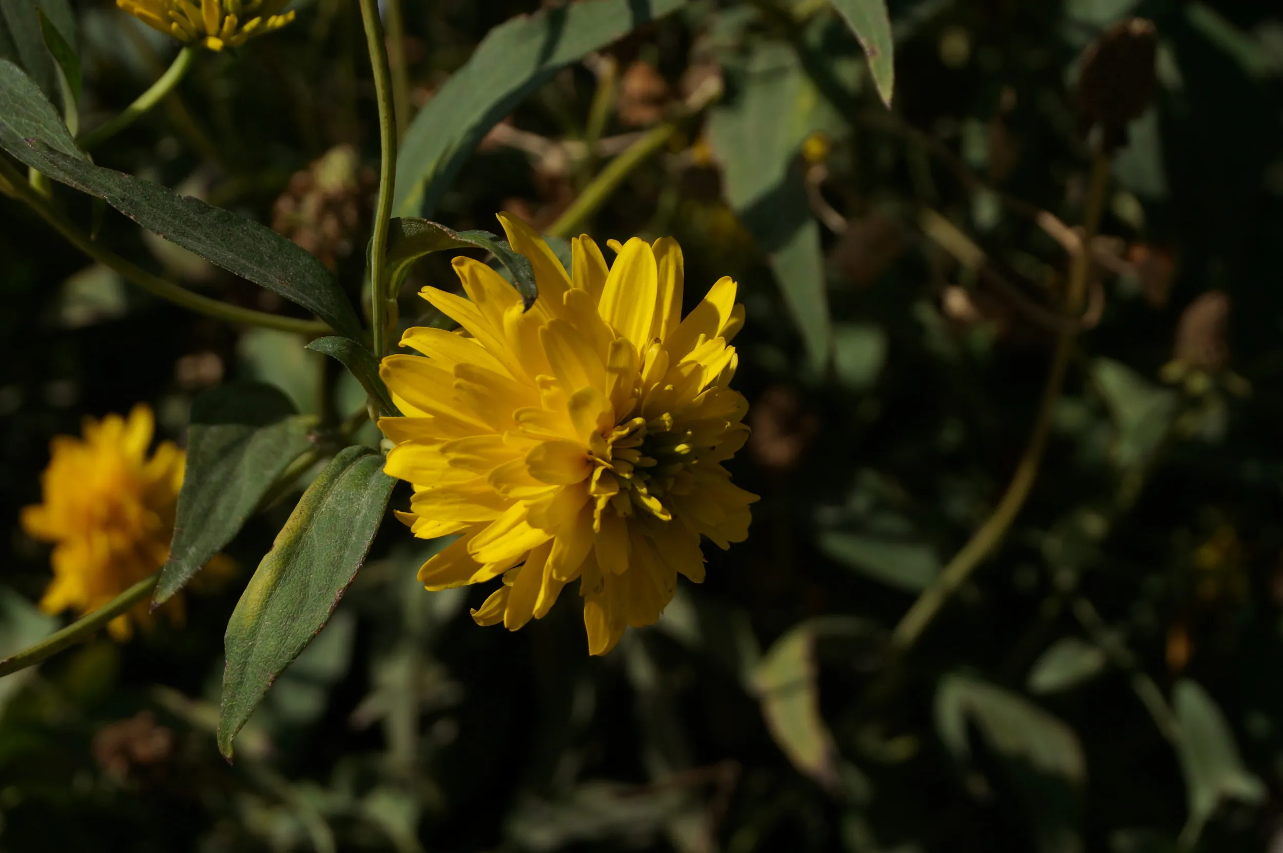 トイレ前に咲いていた花