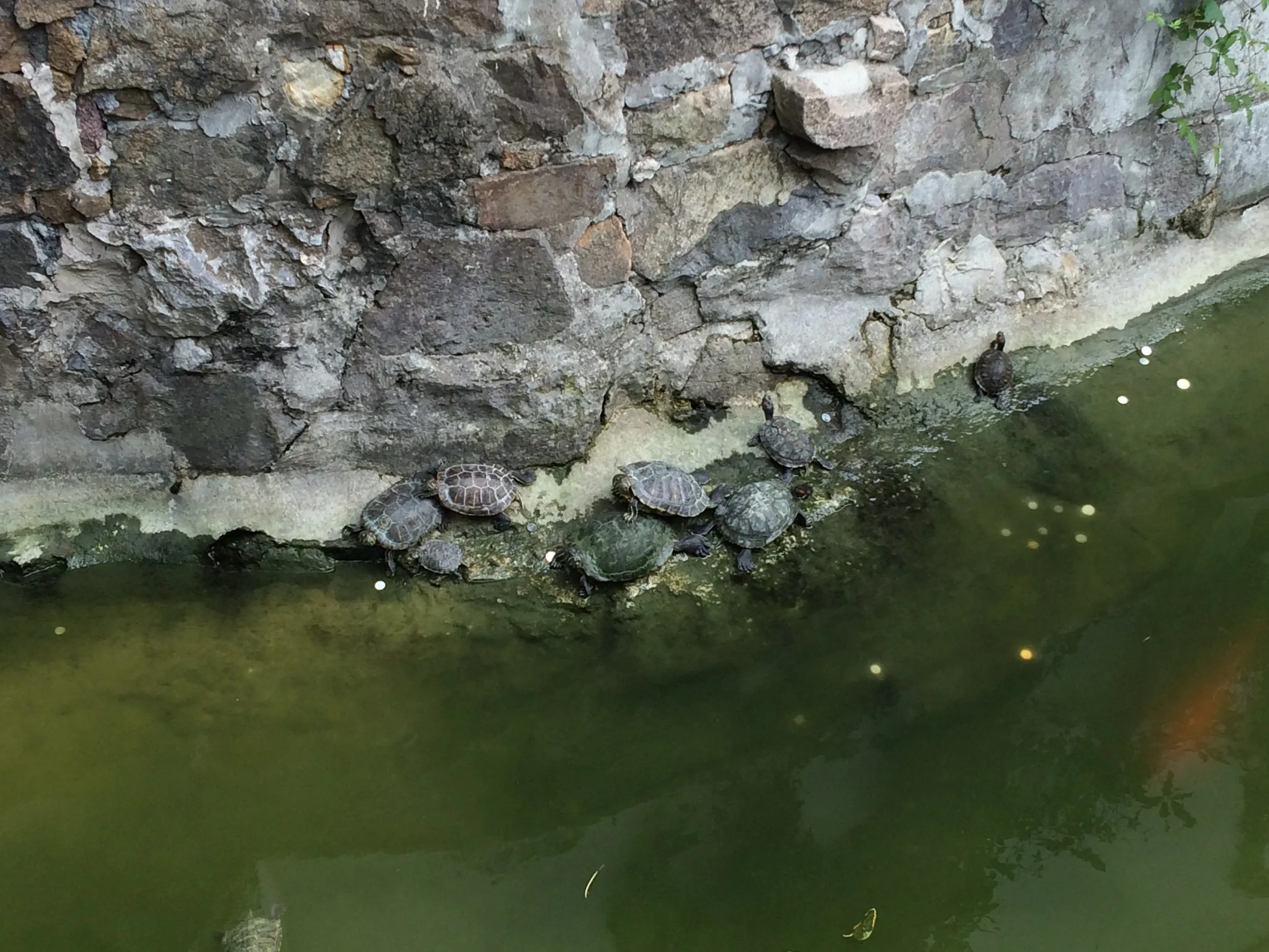 九曲橋の池に生息している亀