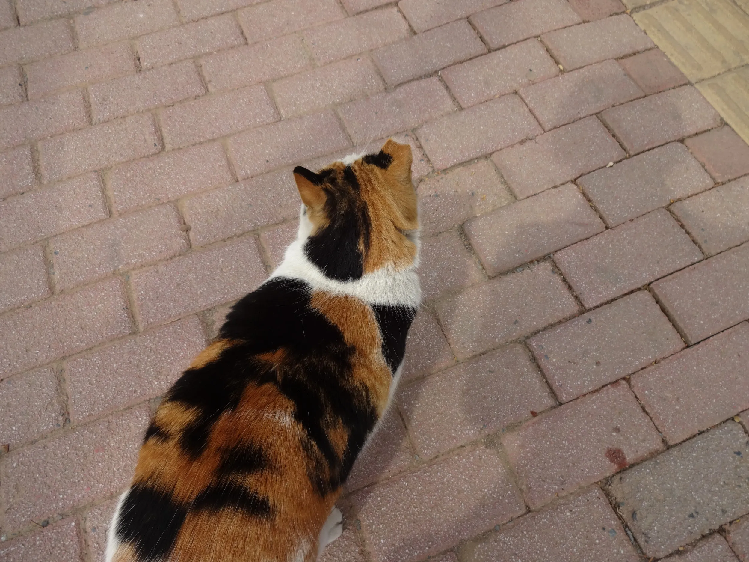 バスで会社付近へ