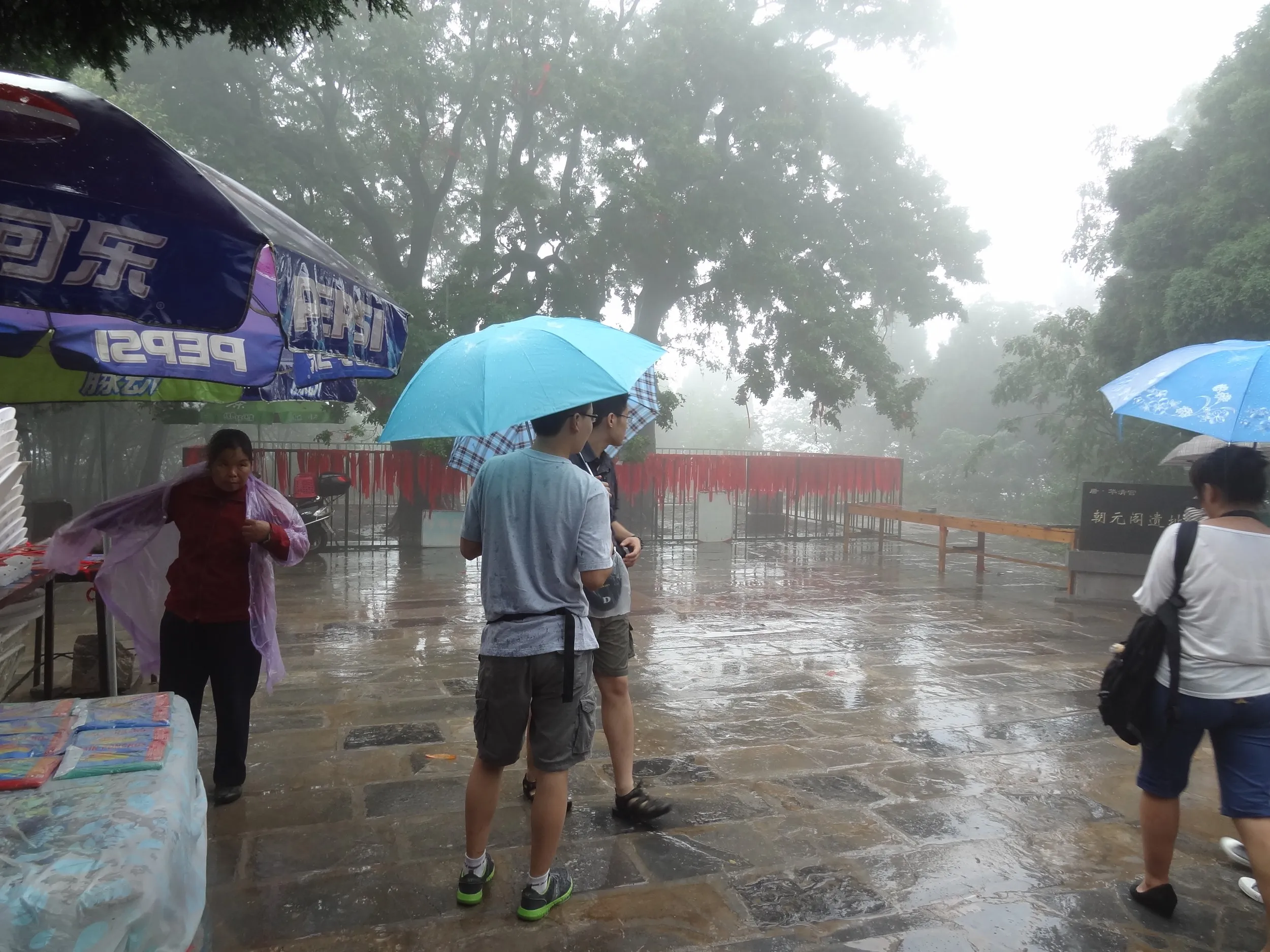 石けんの材料 皂角树