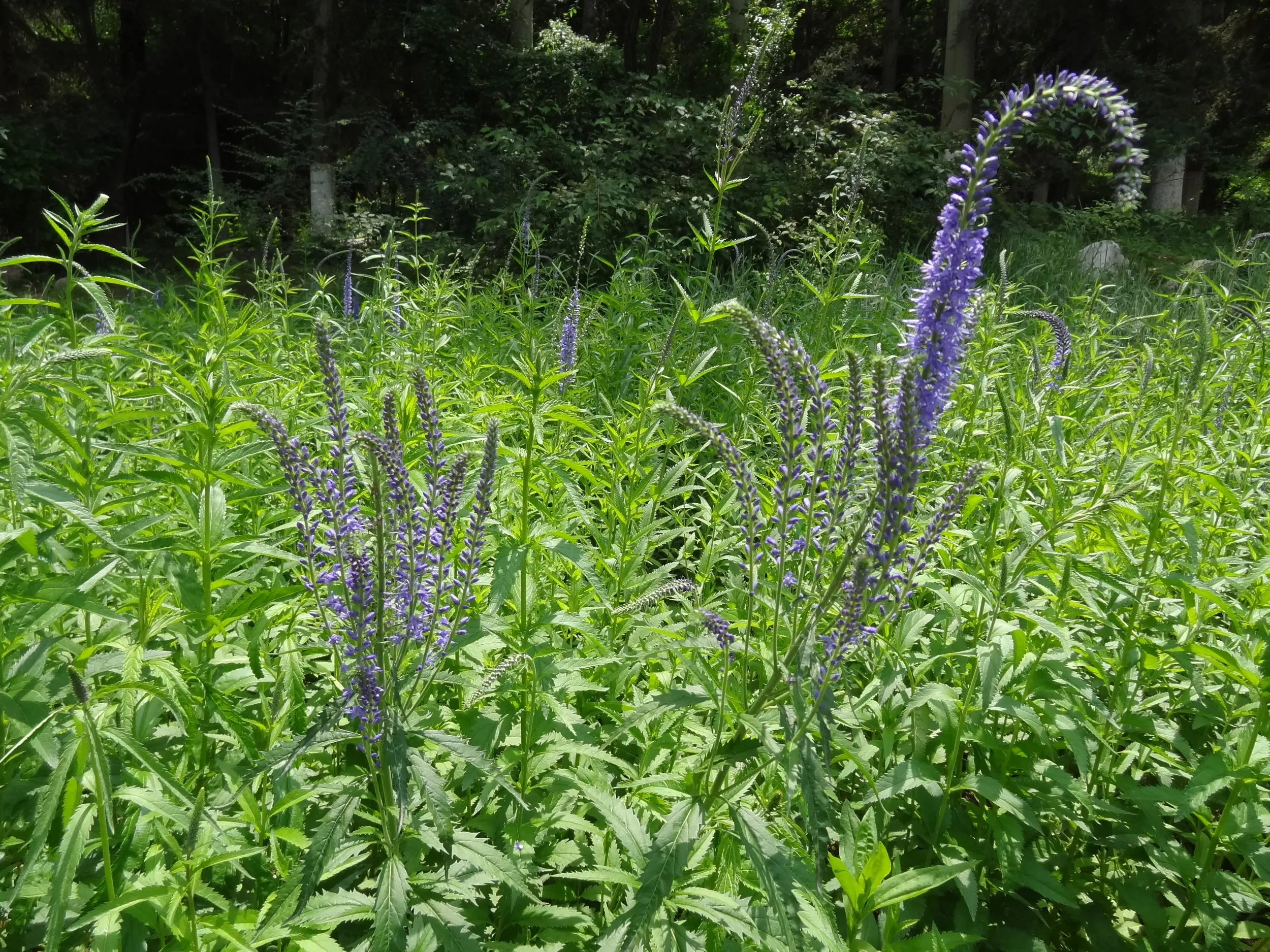 高原植物らしき花