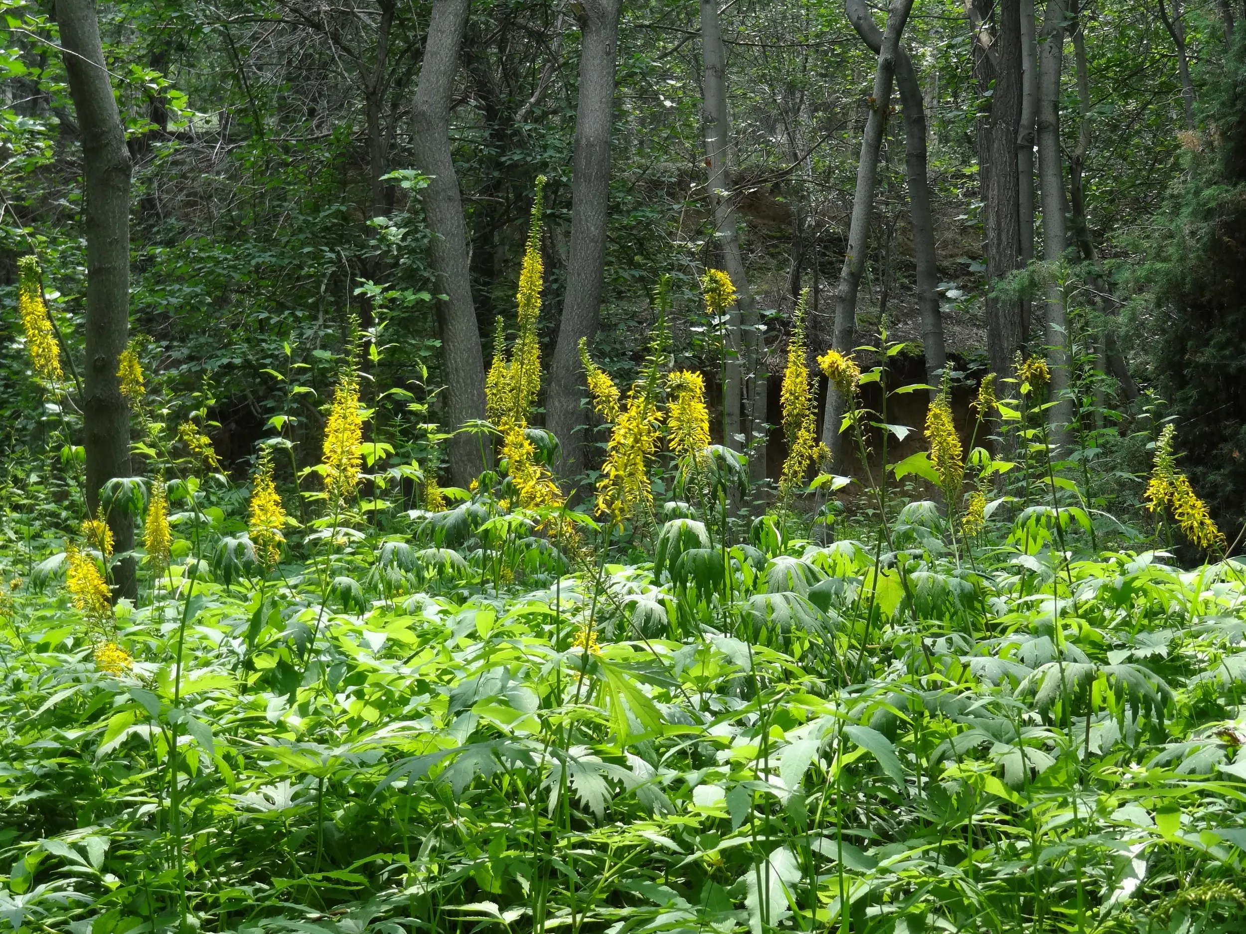 林道に咲く黄色い花