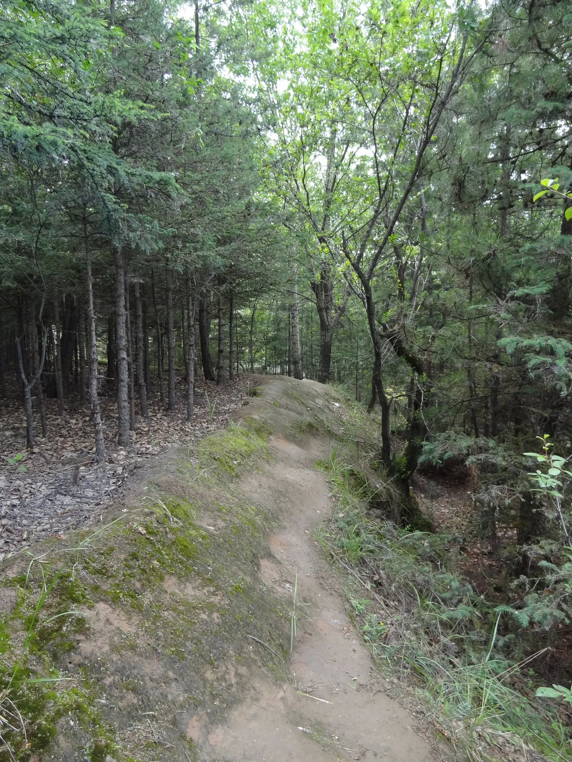 山道のような林道