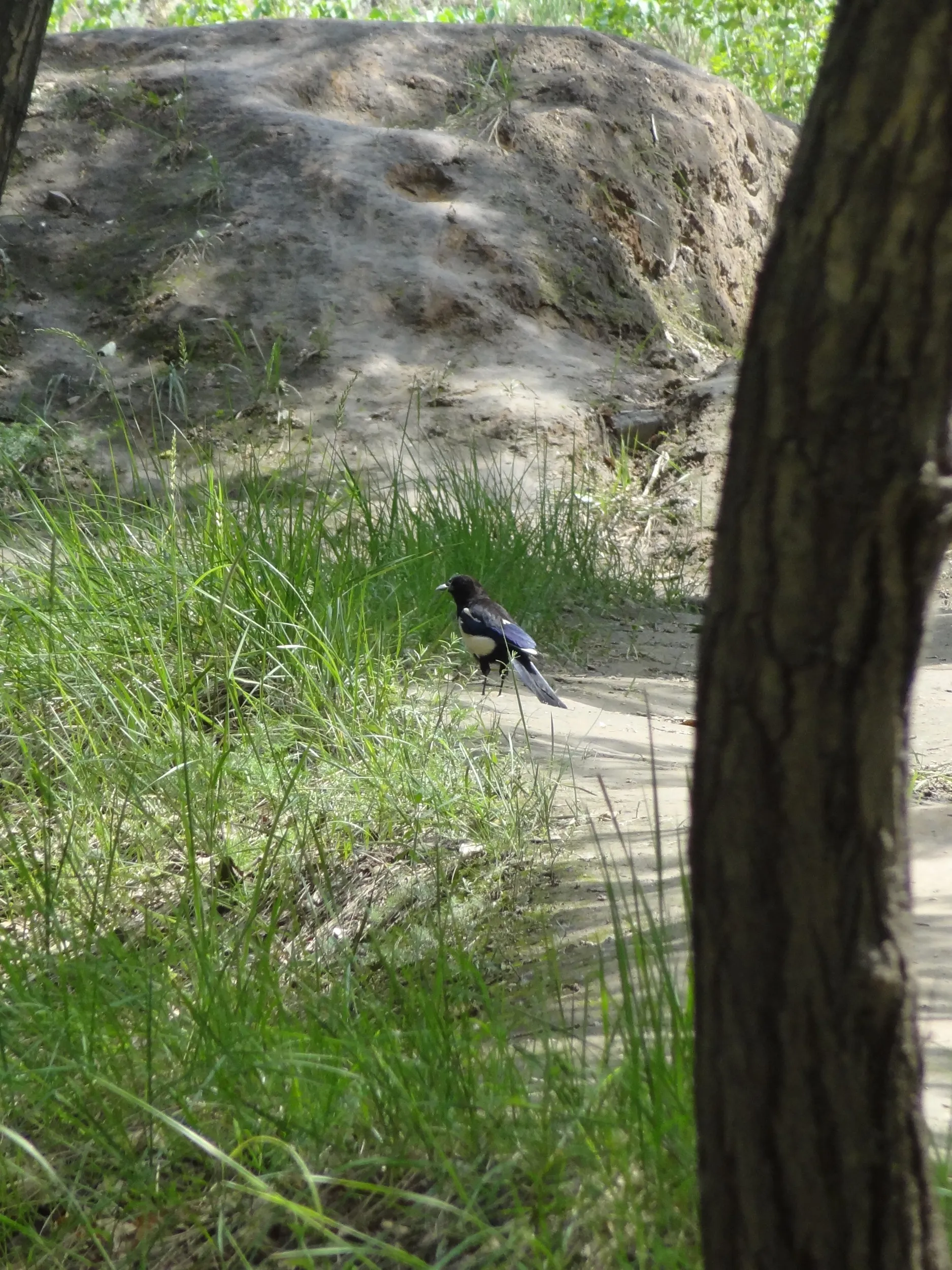 林道で見かけた鳥