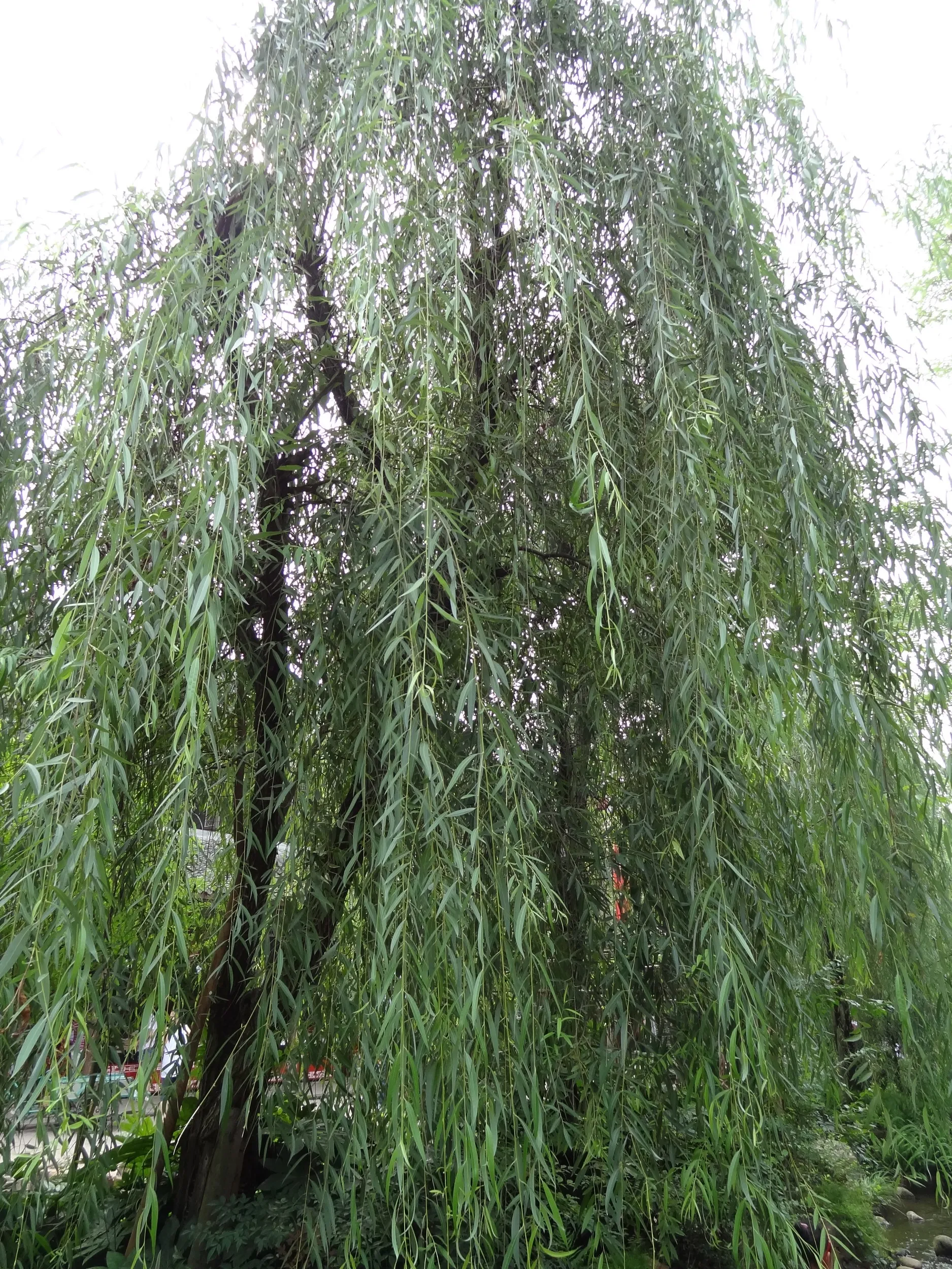 目抜き通りの街路樹の柳