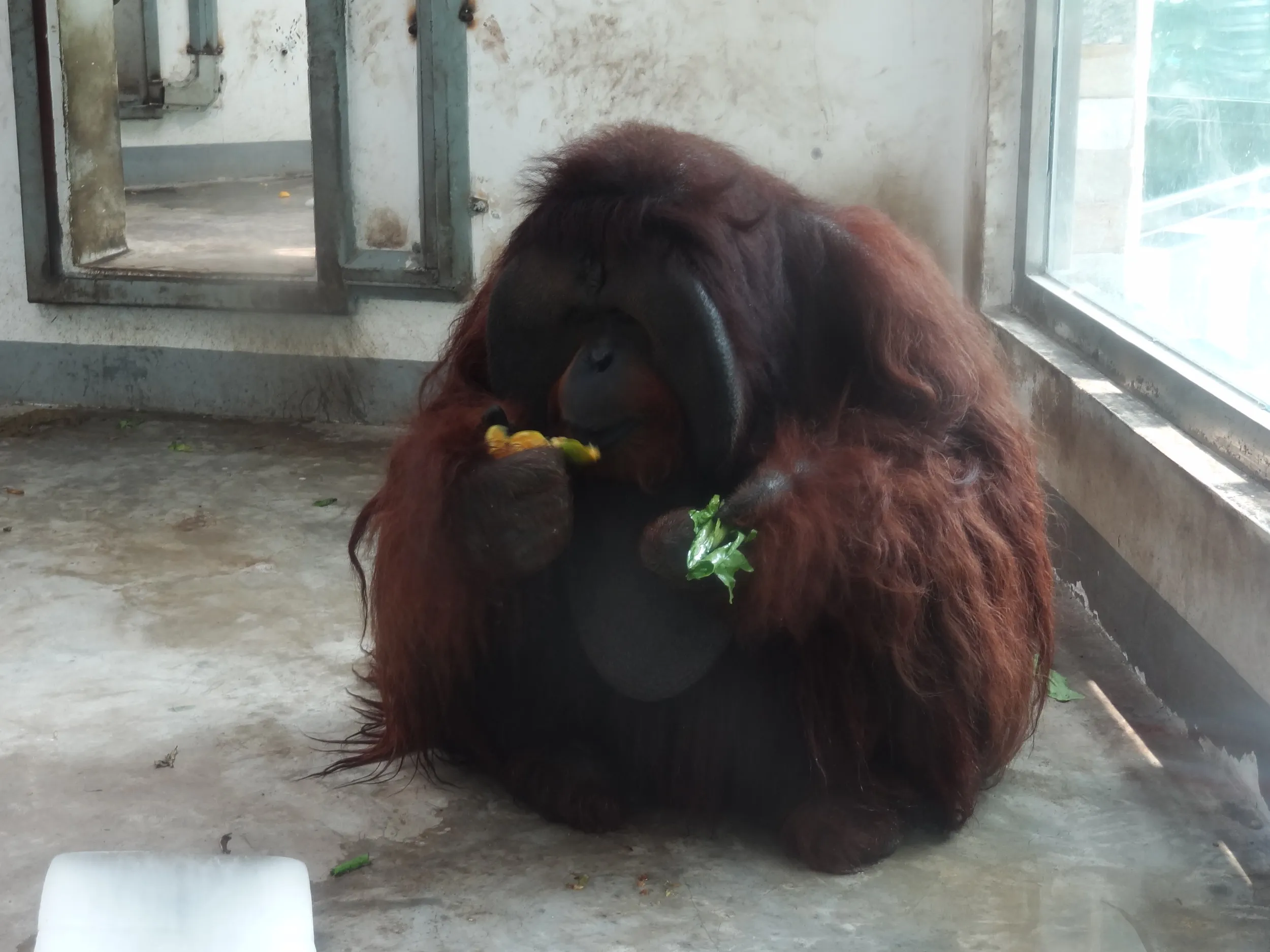 オランウータン