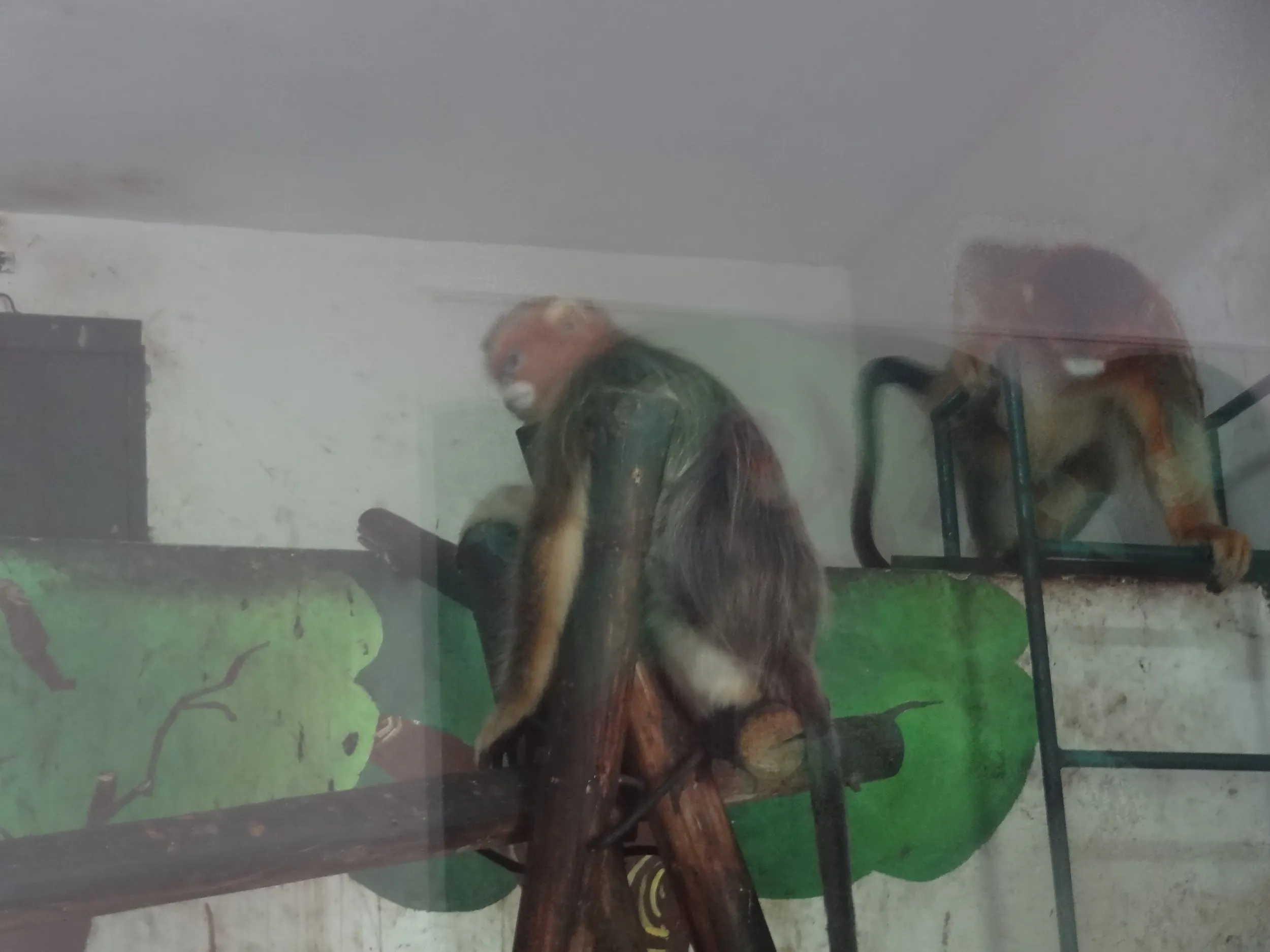 金絲猴(金糸猴・キンシコウ)