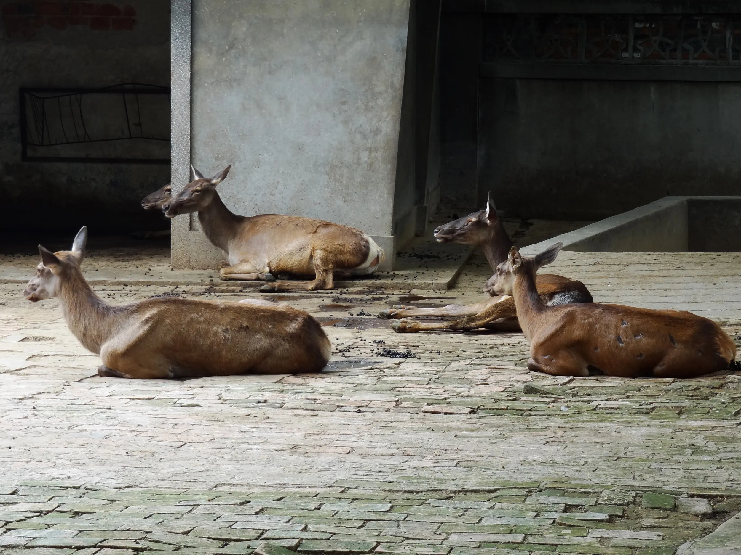 麋鹿(シフゾウ)