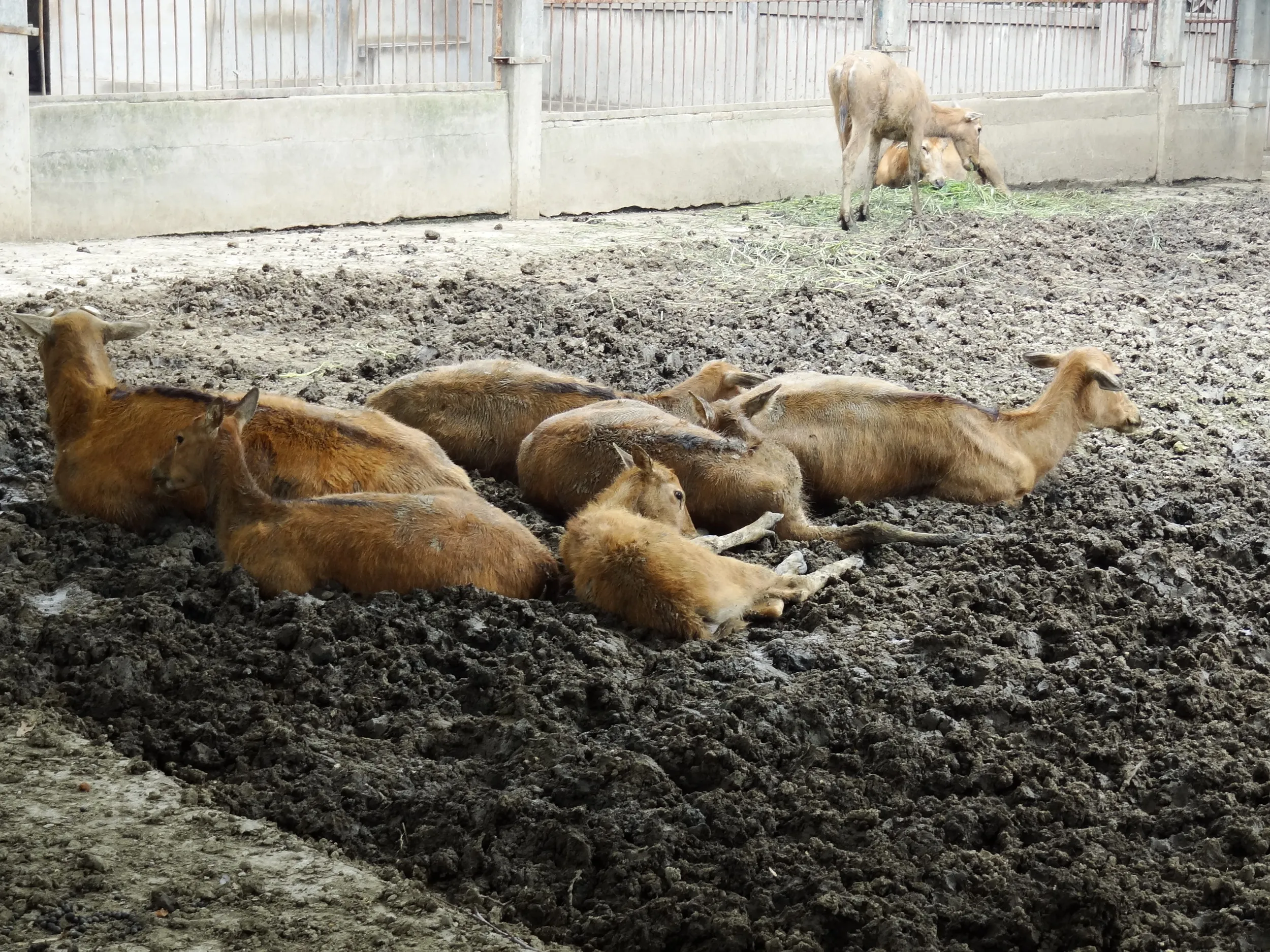 泥の中の麋鹿(シフゾウ)