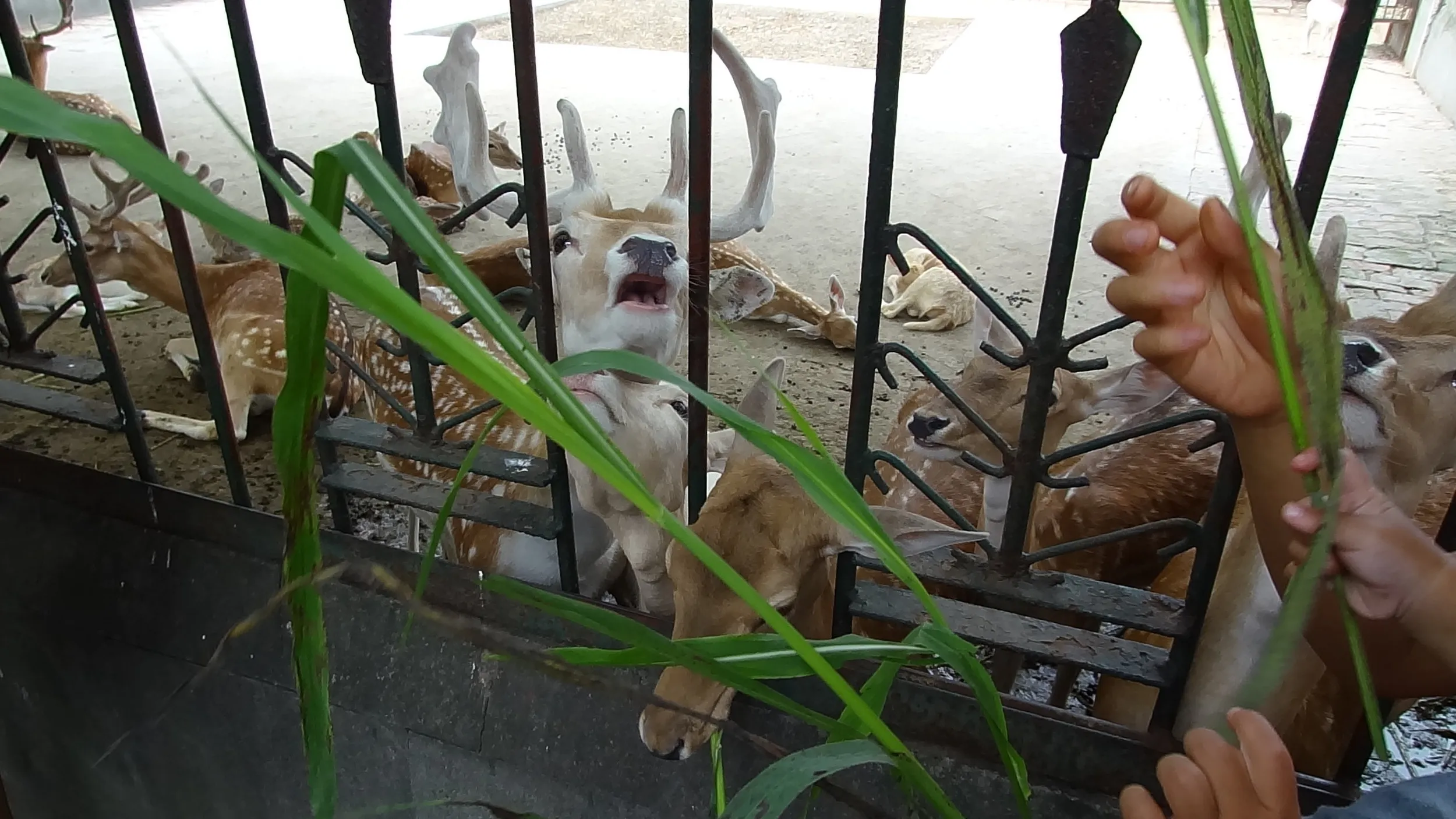 草を鹿にあげる