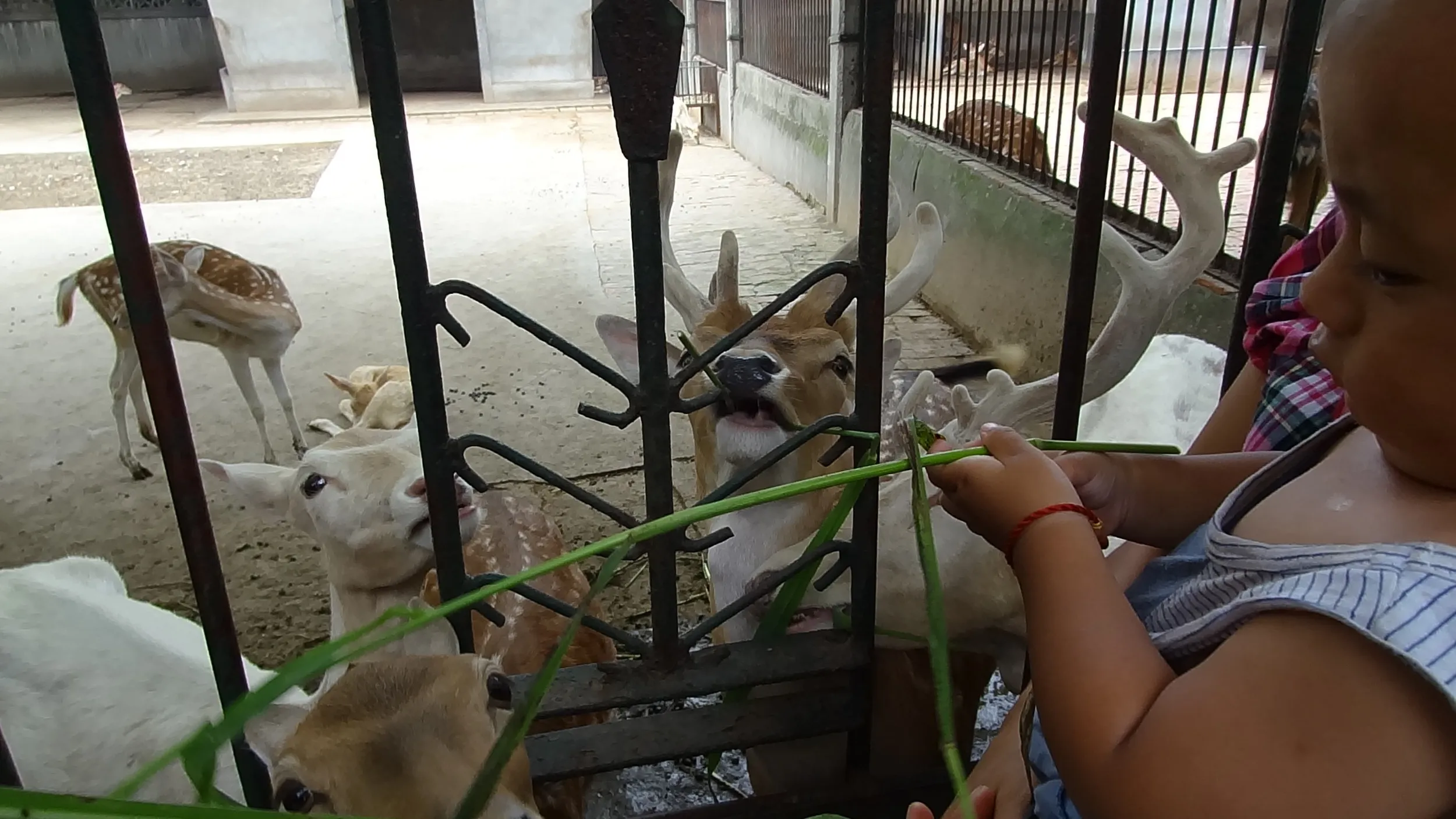 草を鹿にあげる子供