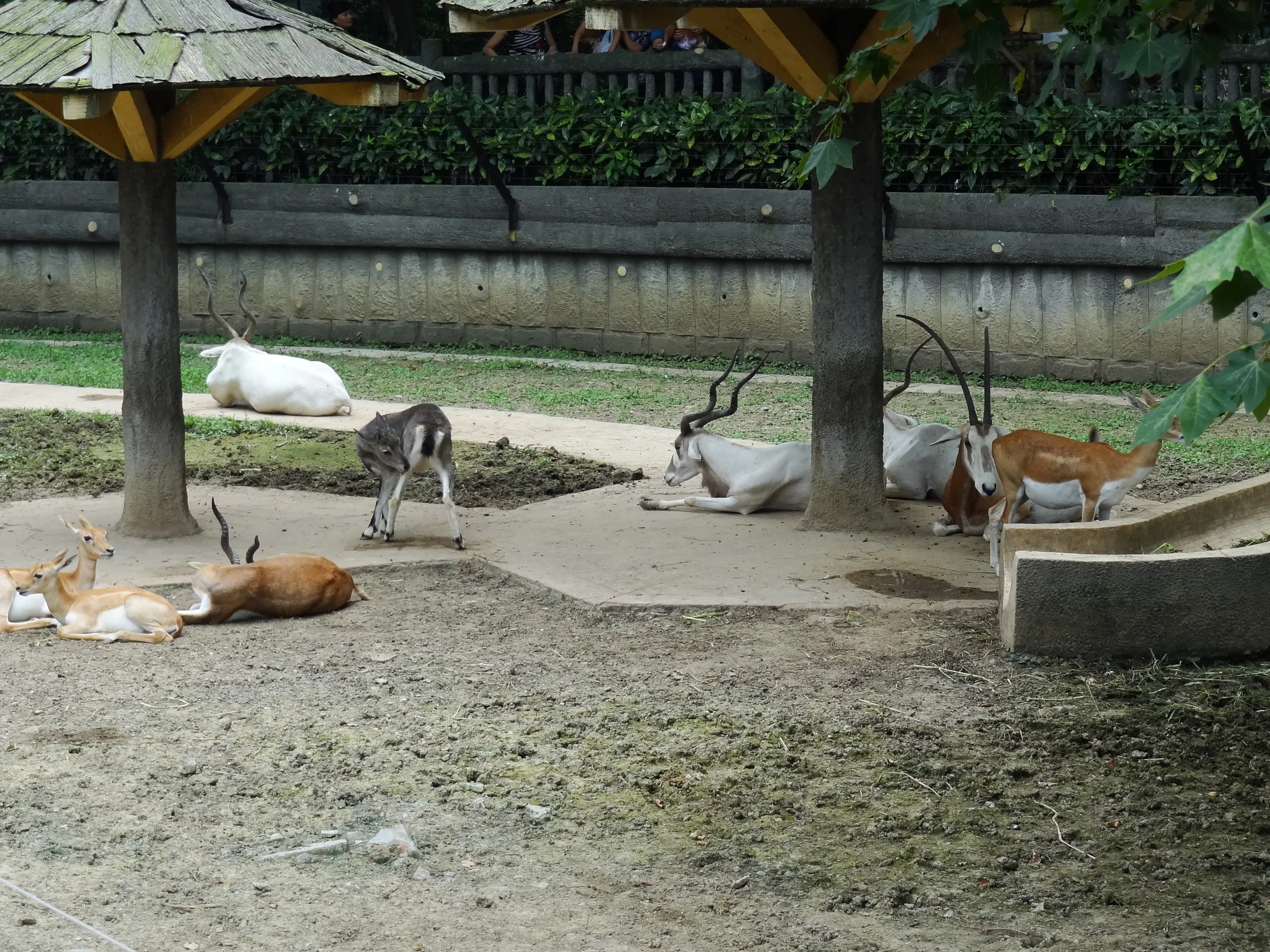 ガゼルらしき鹿