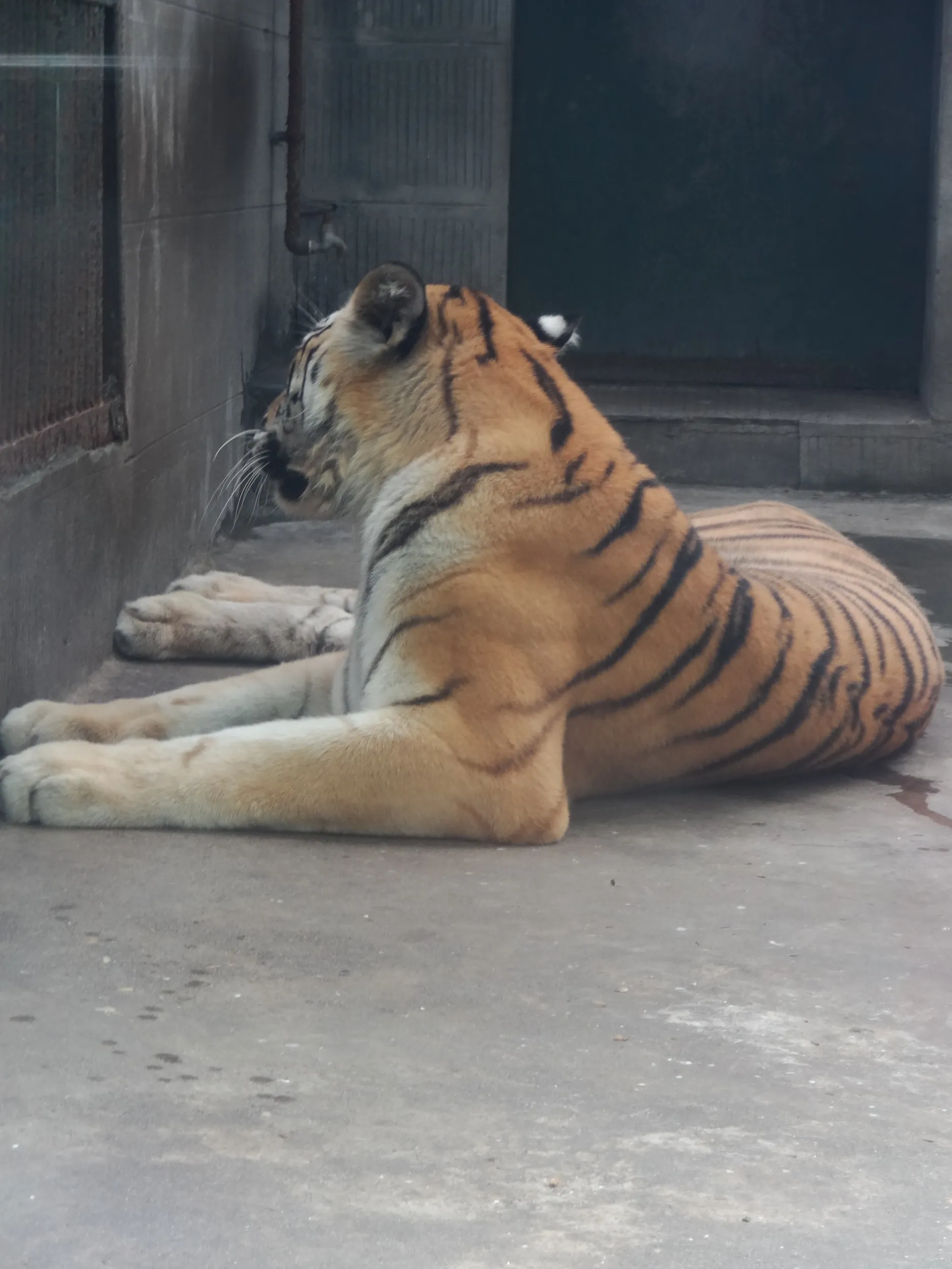 東北老虎(アムール虎)