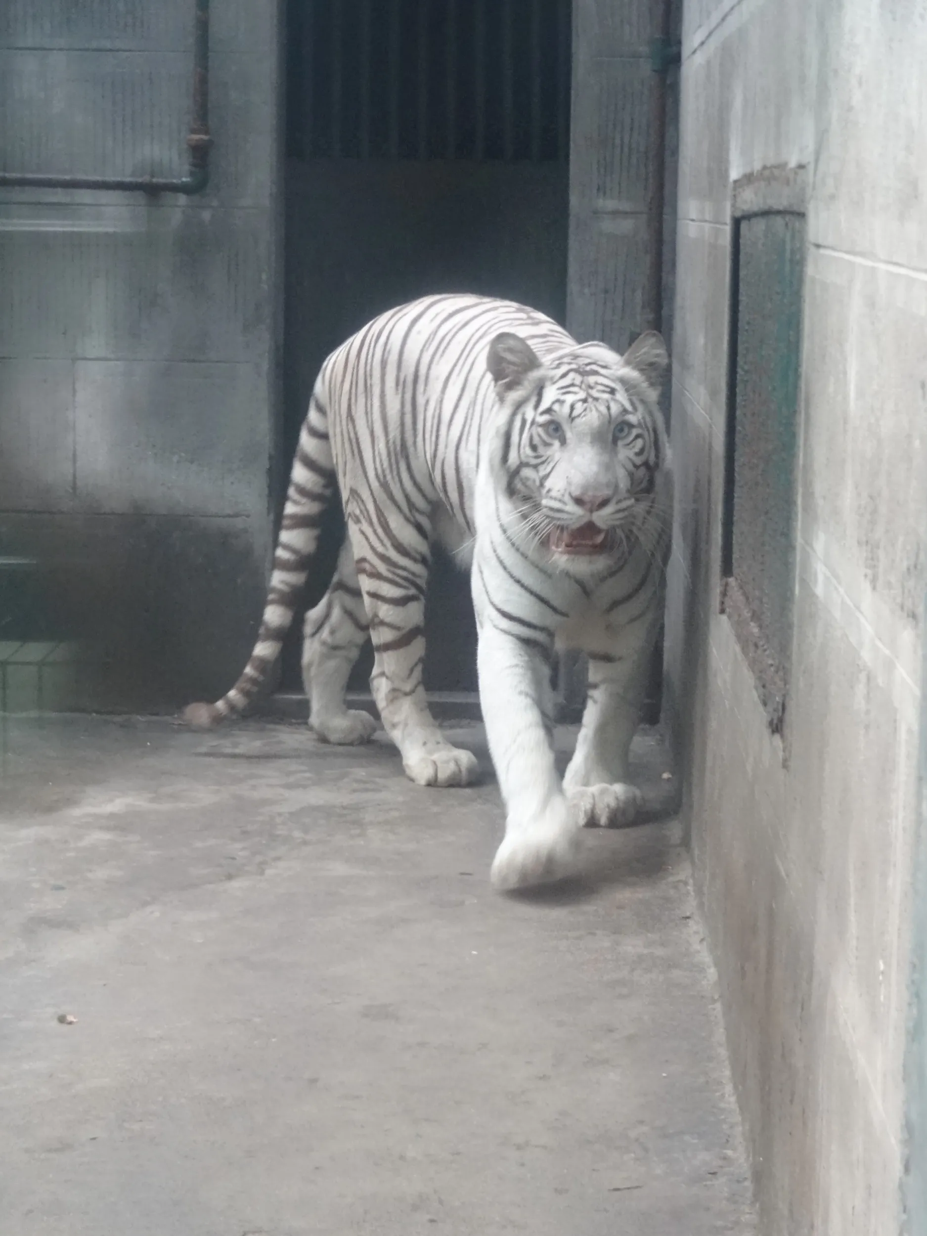 ホワイトタイガー