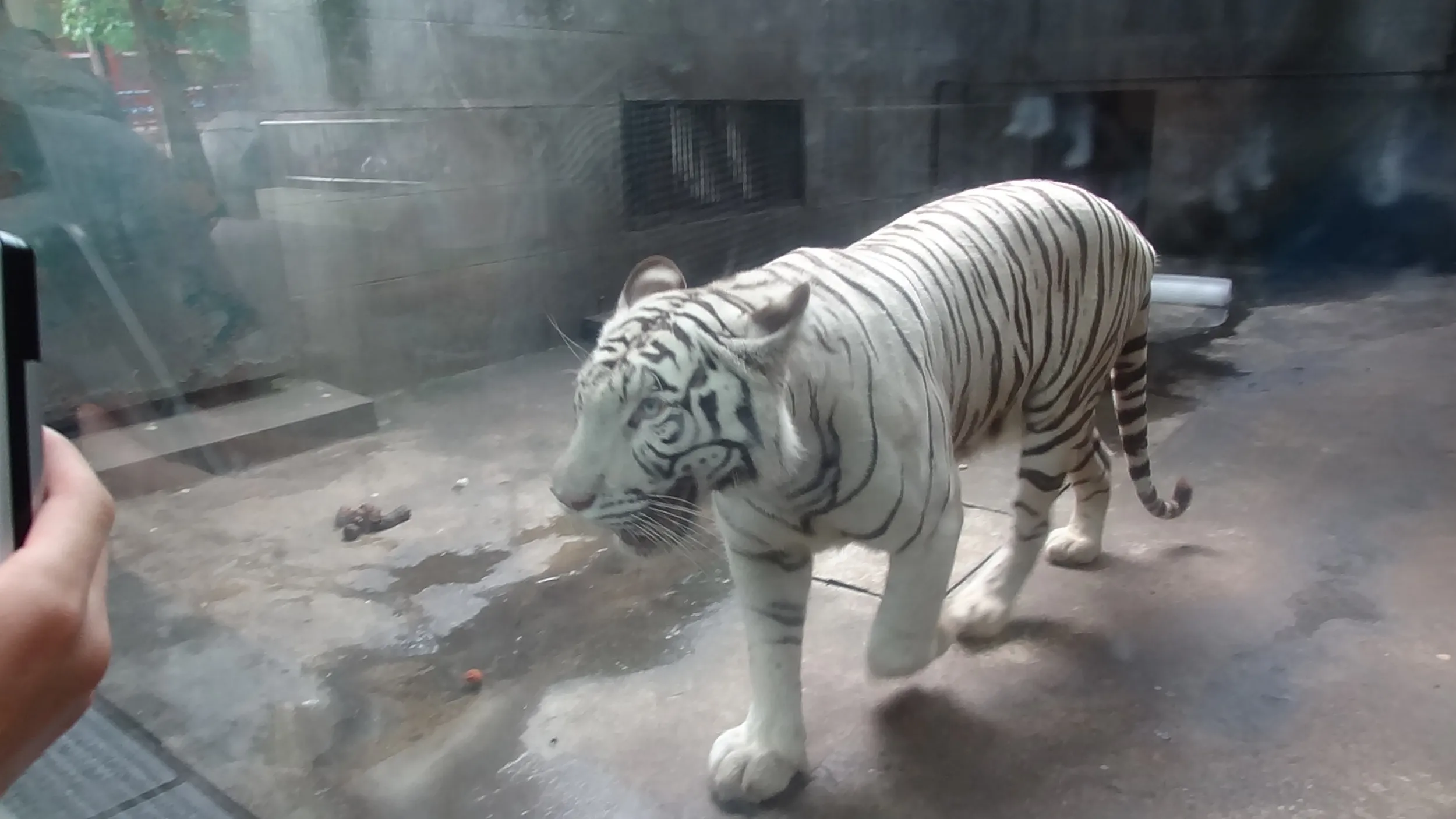 ホワイトタイガー